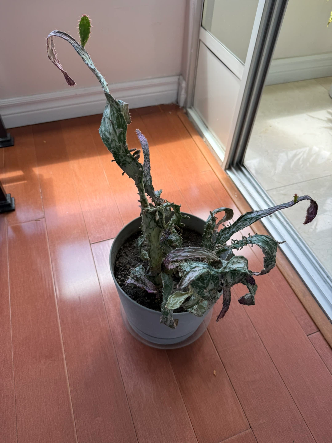 Cactus Plant in Pot - photo 2