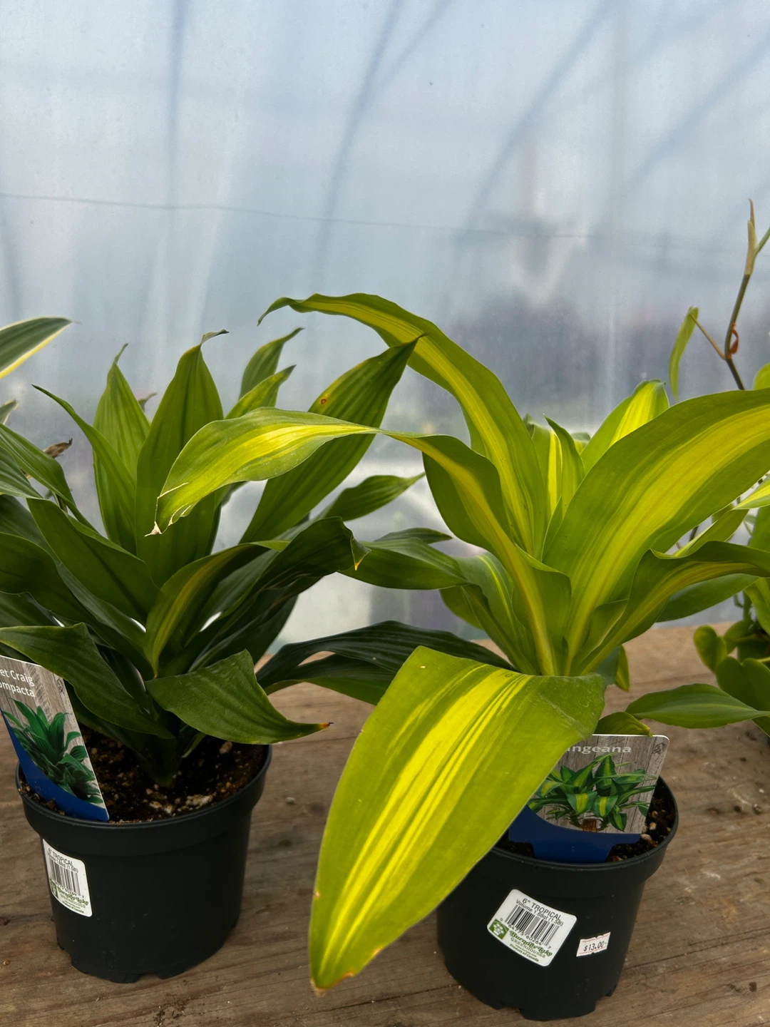 Indoor Dracaena plant for sale - photo 3