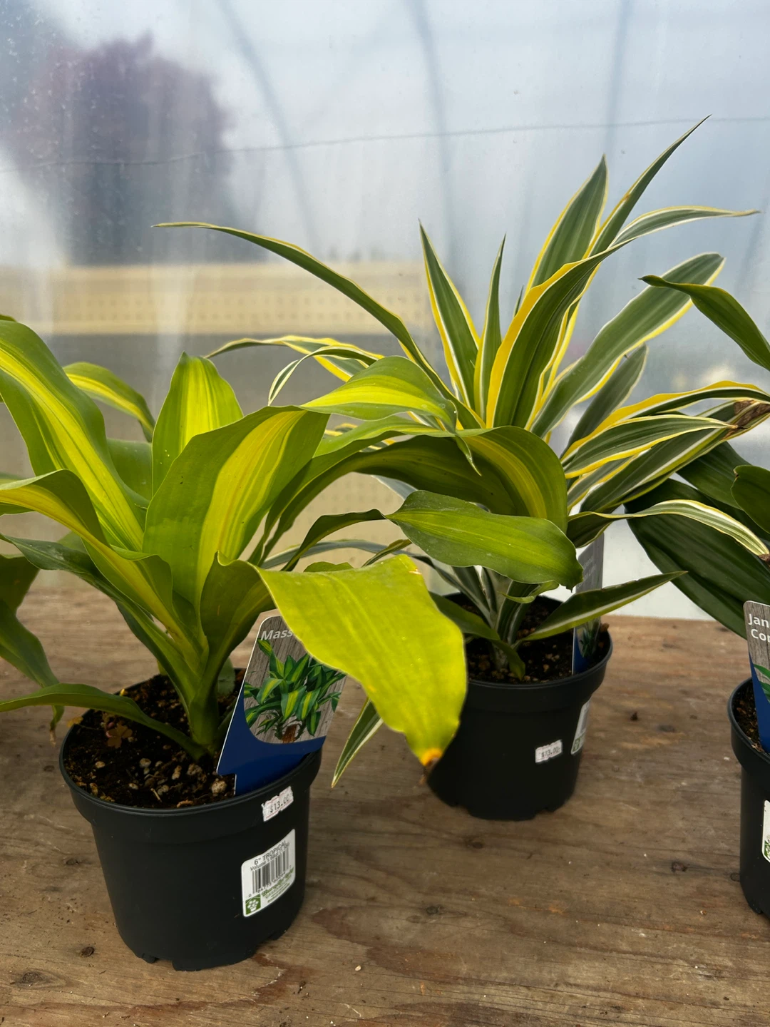 Indoor Dracaena plant for sale - photo 2