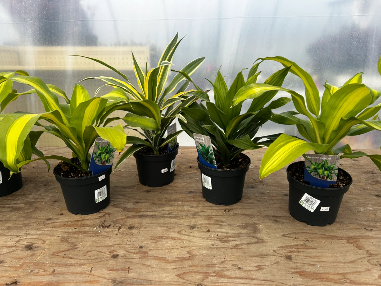 Indoor Dracaena plant for sale