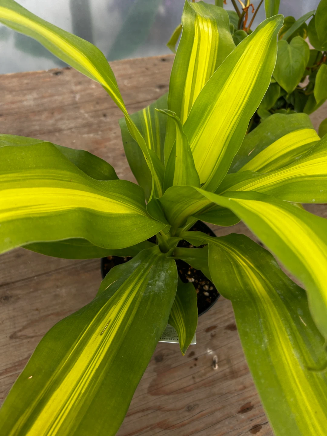Indoor Dracaena plant for sale - photo 4