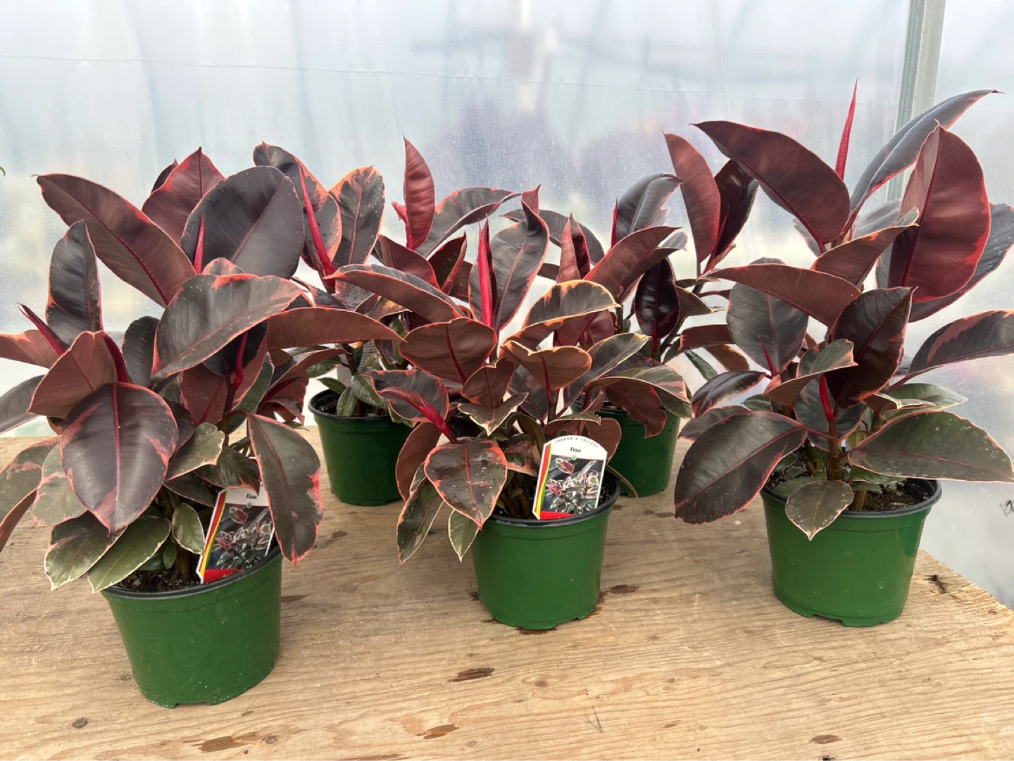 Rubber Plant just for $13
