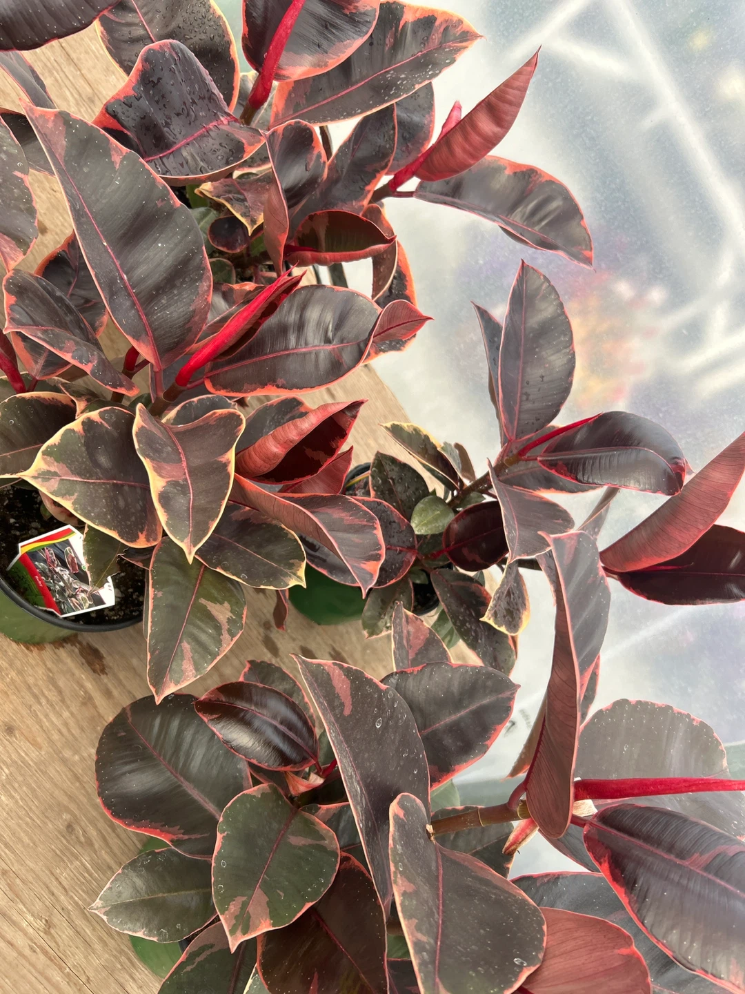 Rubber Plant just for $13 - photo 2