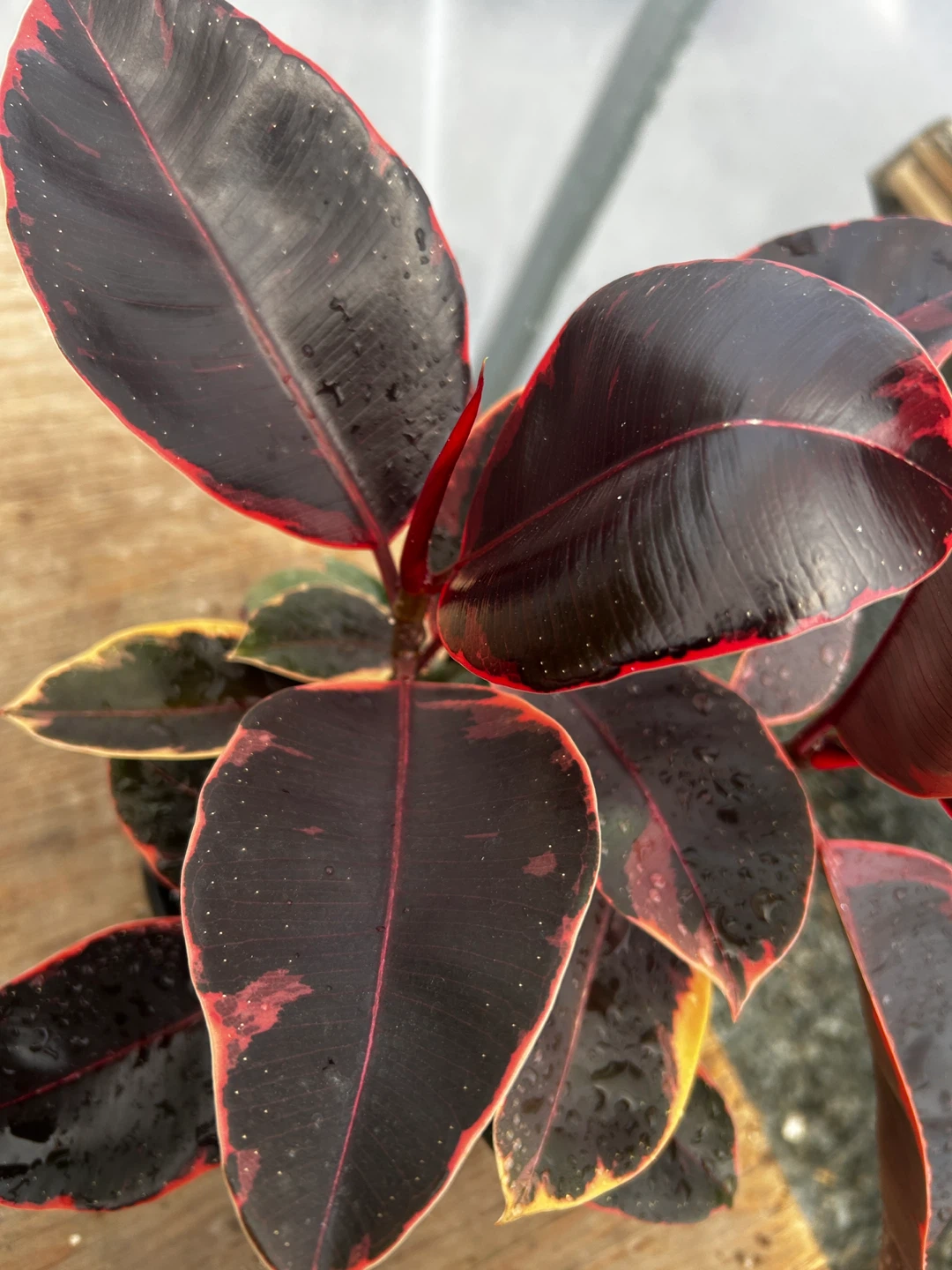 Rubber Plant just for $13 - photo 3