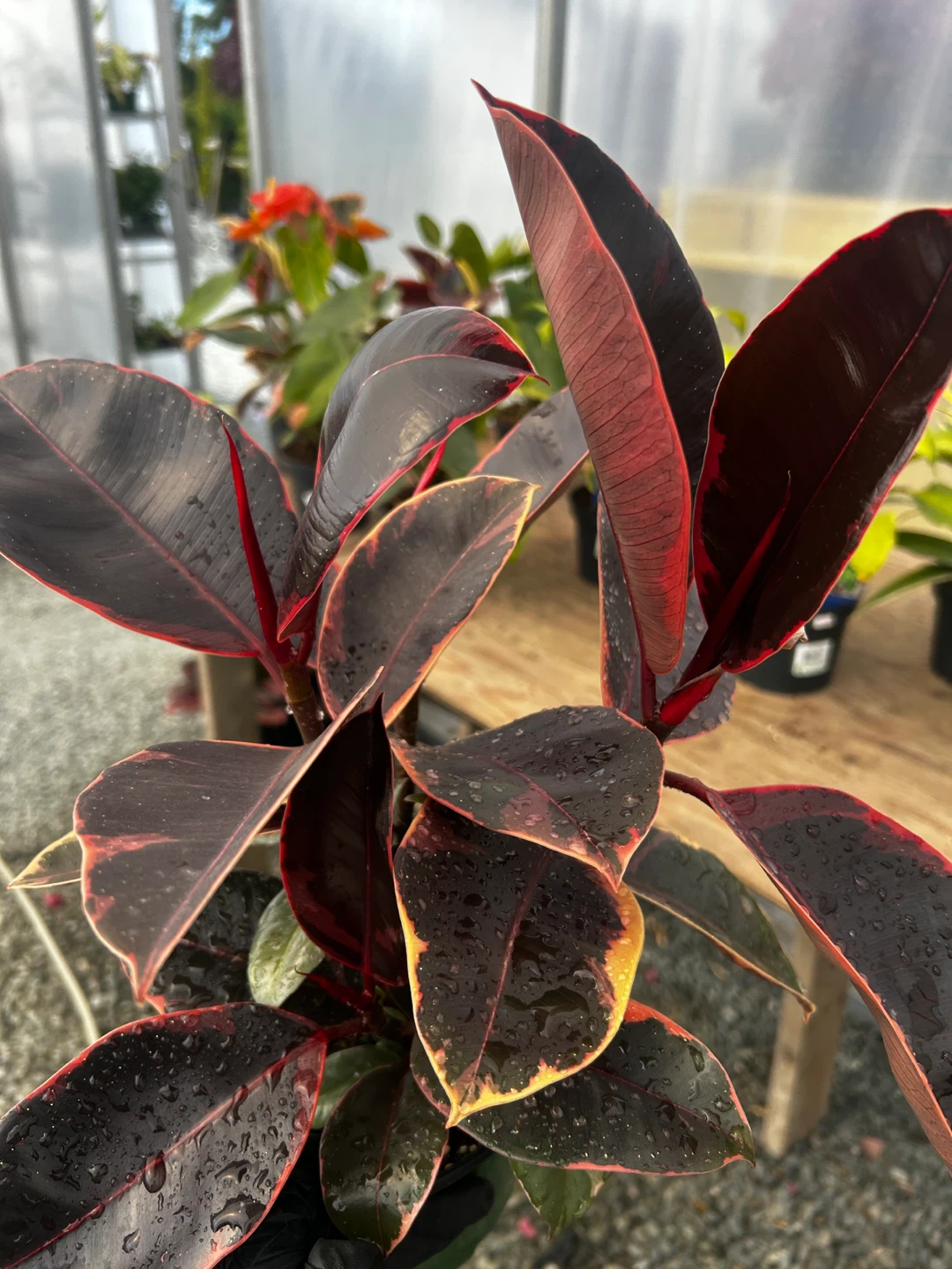 Rubber Plant just for $13 - photo 4