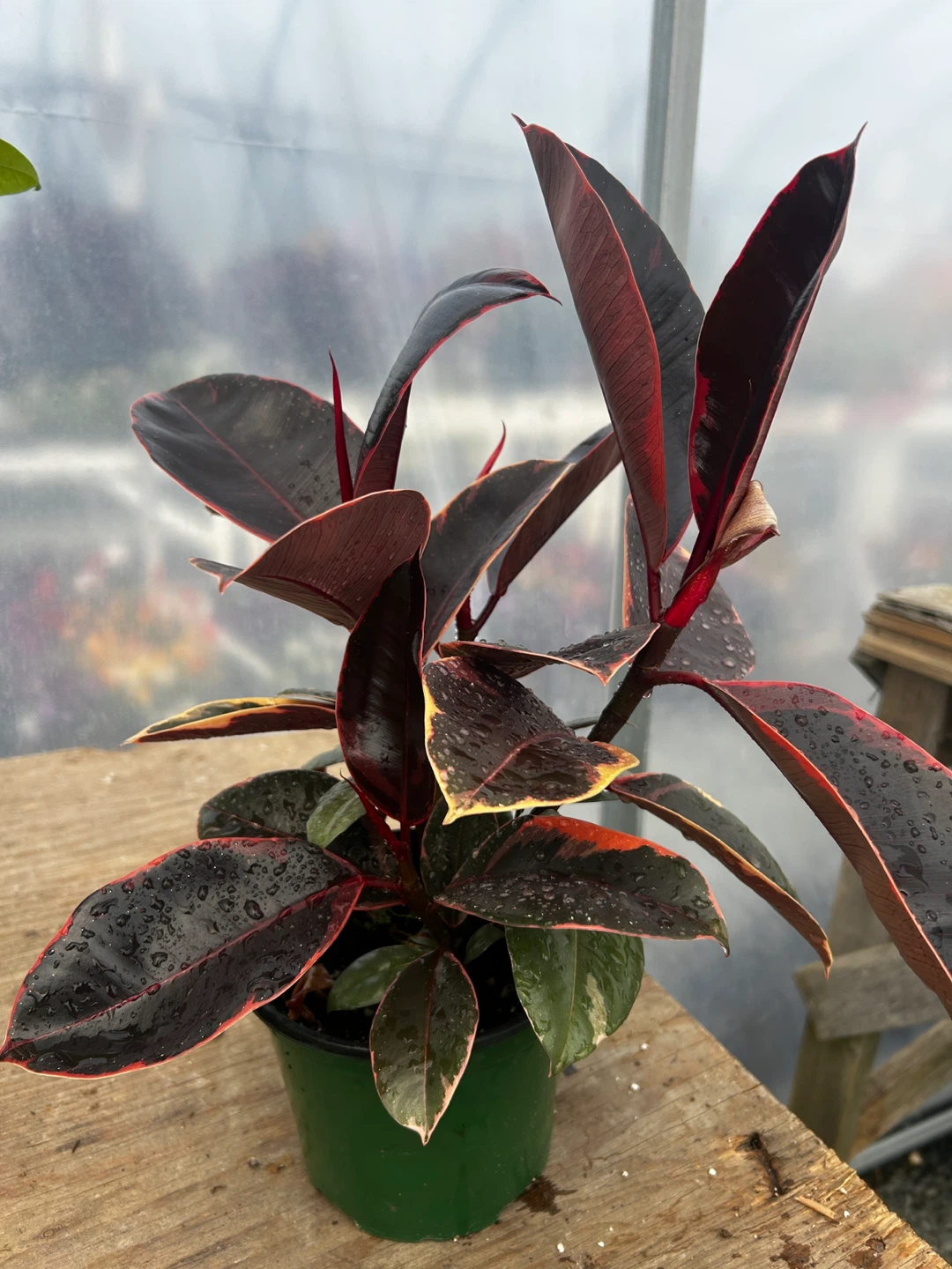 Rubber Plant just for $13 - photo 5