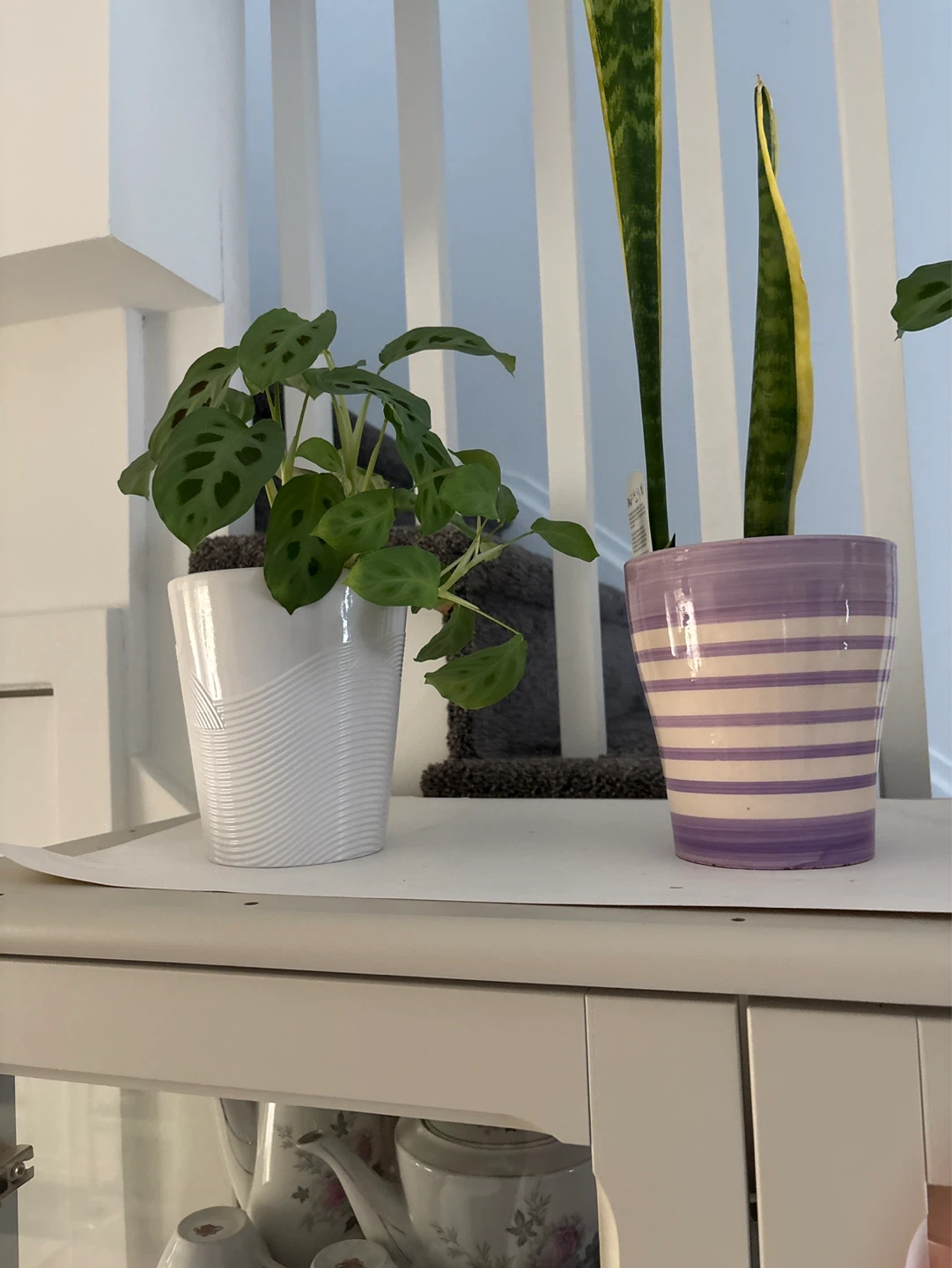 Decorative Plant Pot and prayer plant