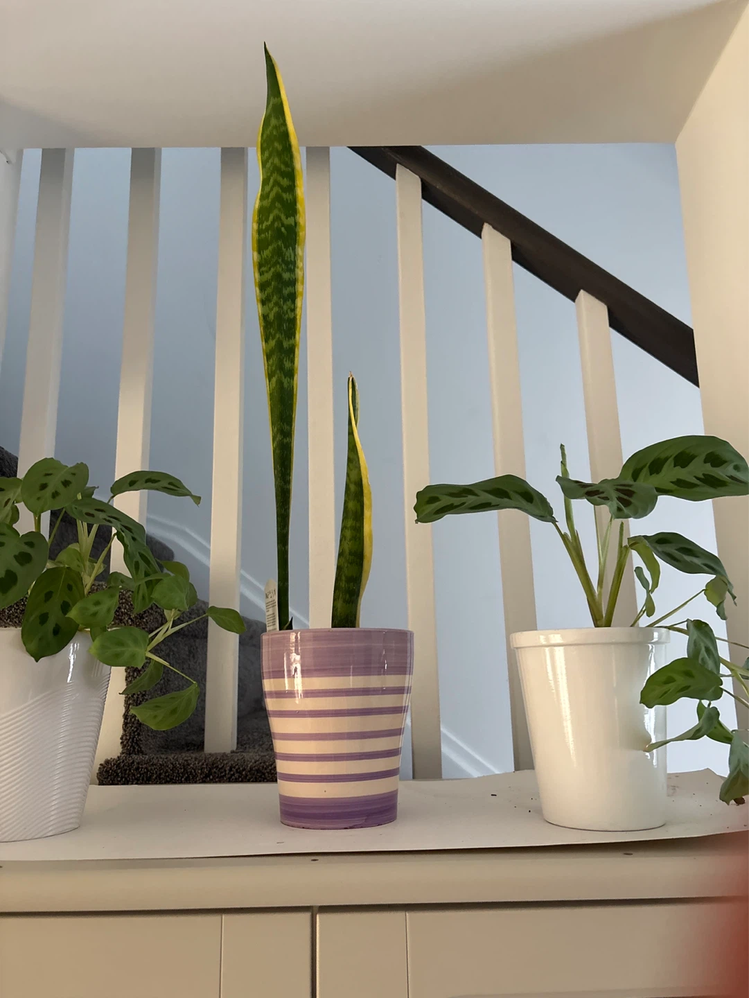 Snake Plant in Striped Pot