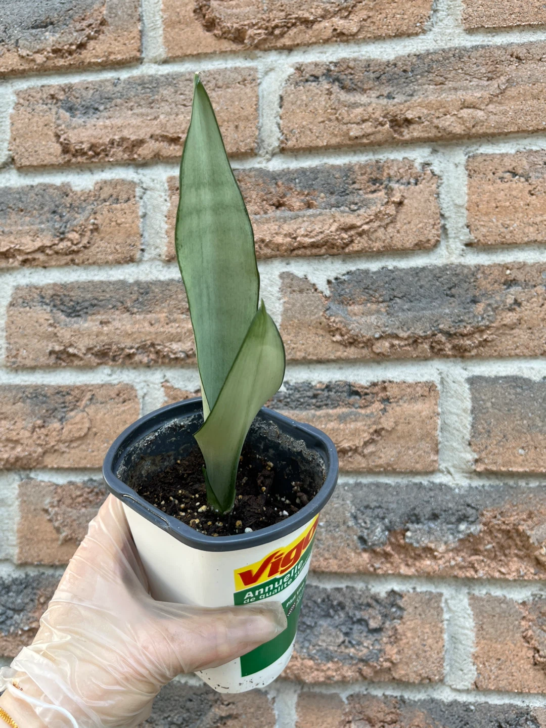 Sansevieria Moonshine Snake Plant (from $5-$10) - photo 2