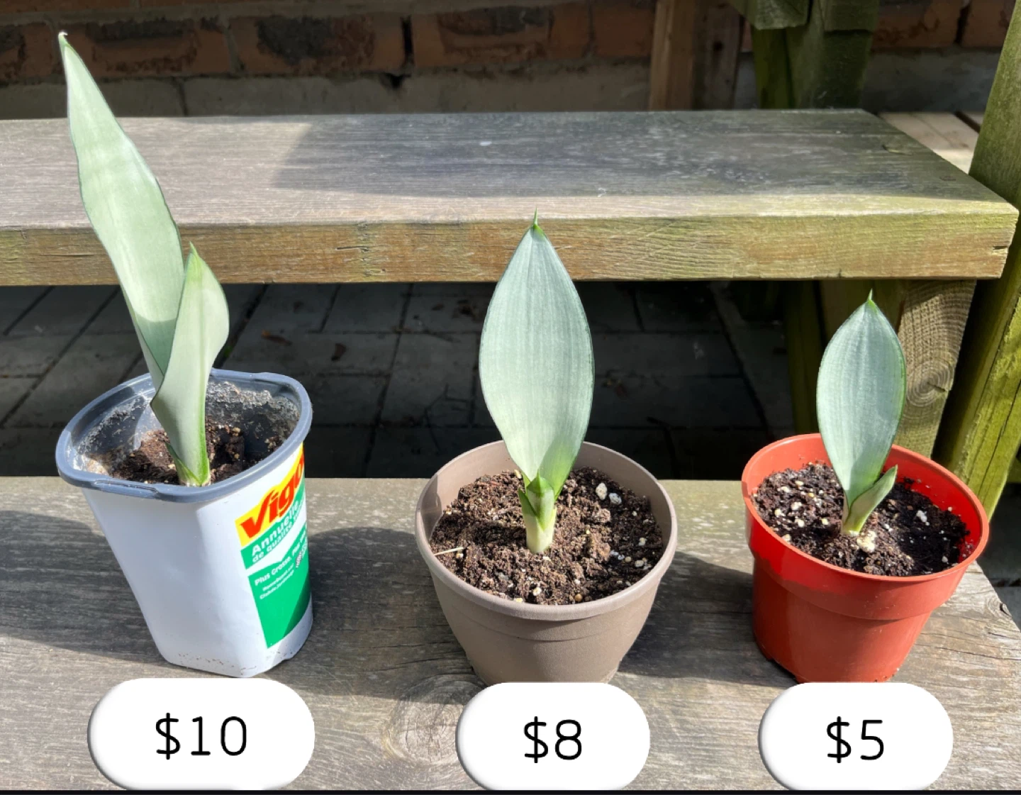 Sansevieria Moonshine Snake Plant (from $5-$10)