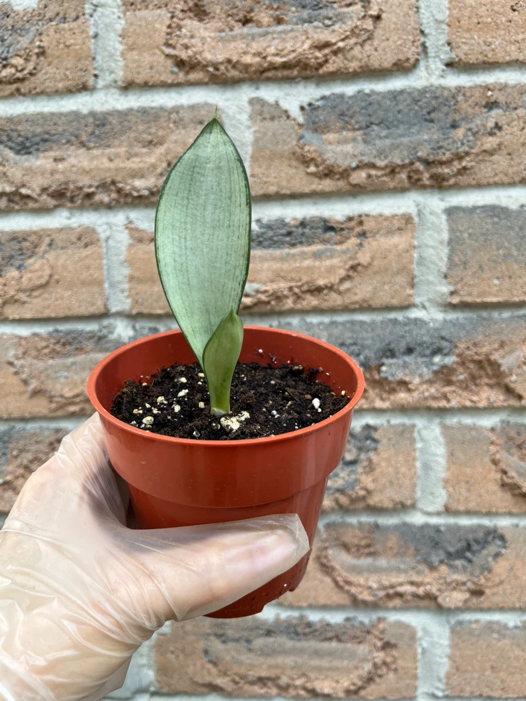Sansevieria Moonshine Snake Plant (from $5-$10) - photo 4
