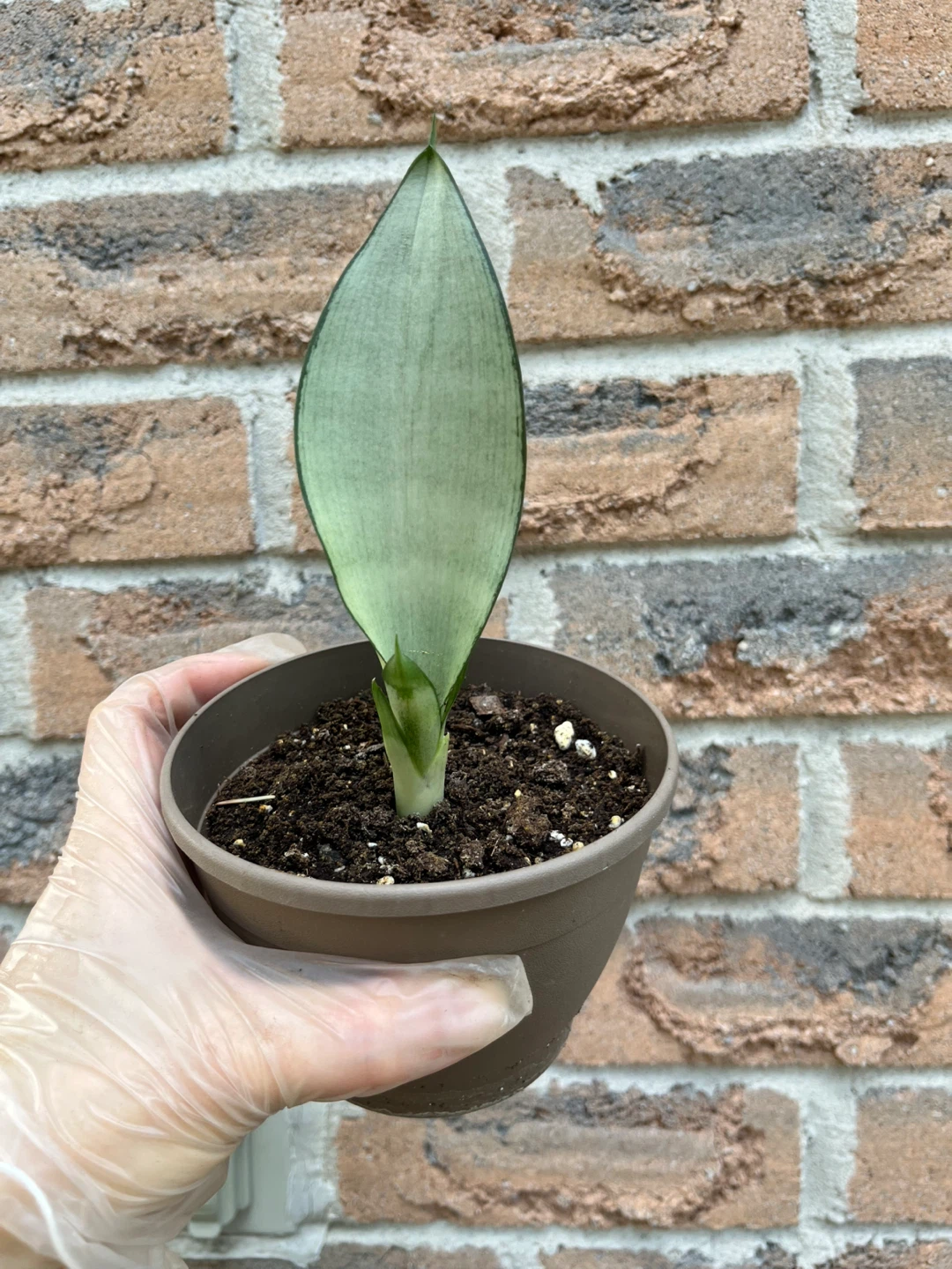 Sansevieria Moonshine Snake Plant (from $5-$10) - photo 3