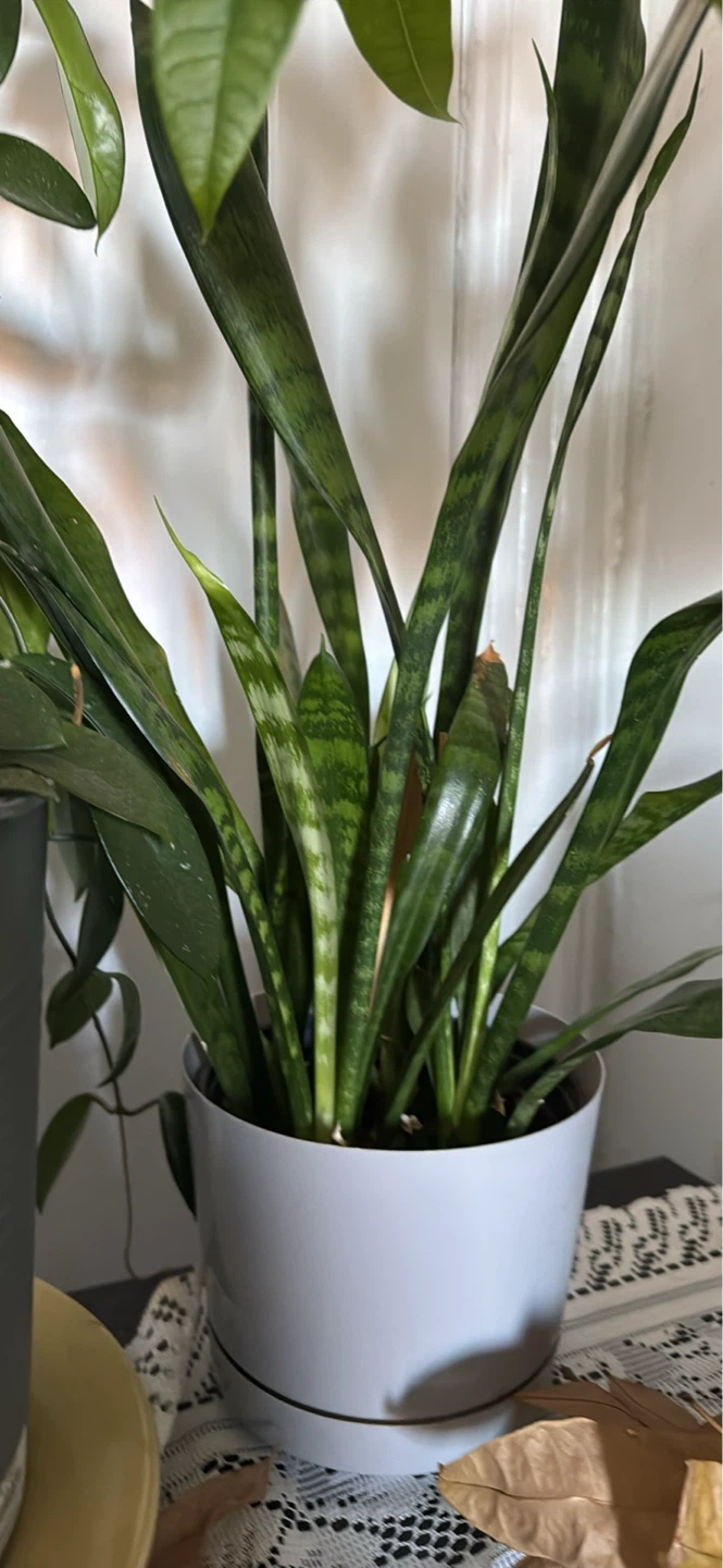 Multiple plants in pots