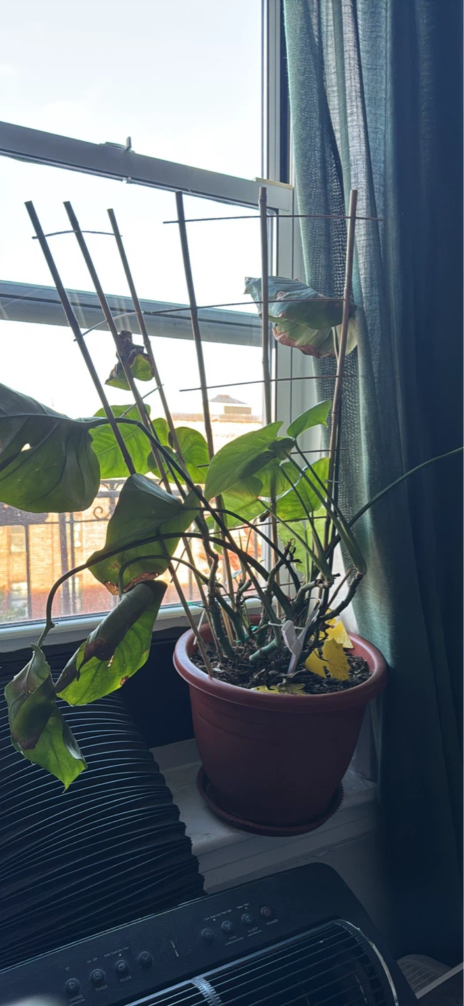 Multiple plants in pots - photo 2