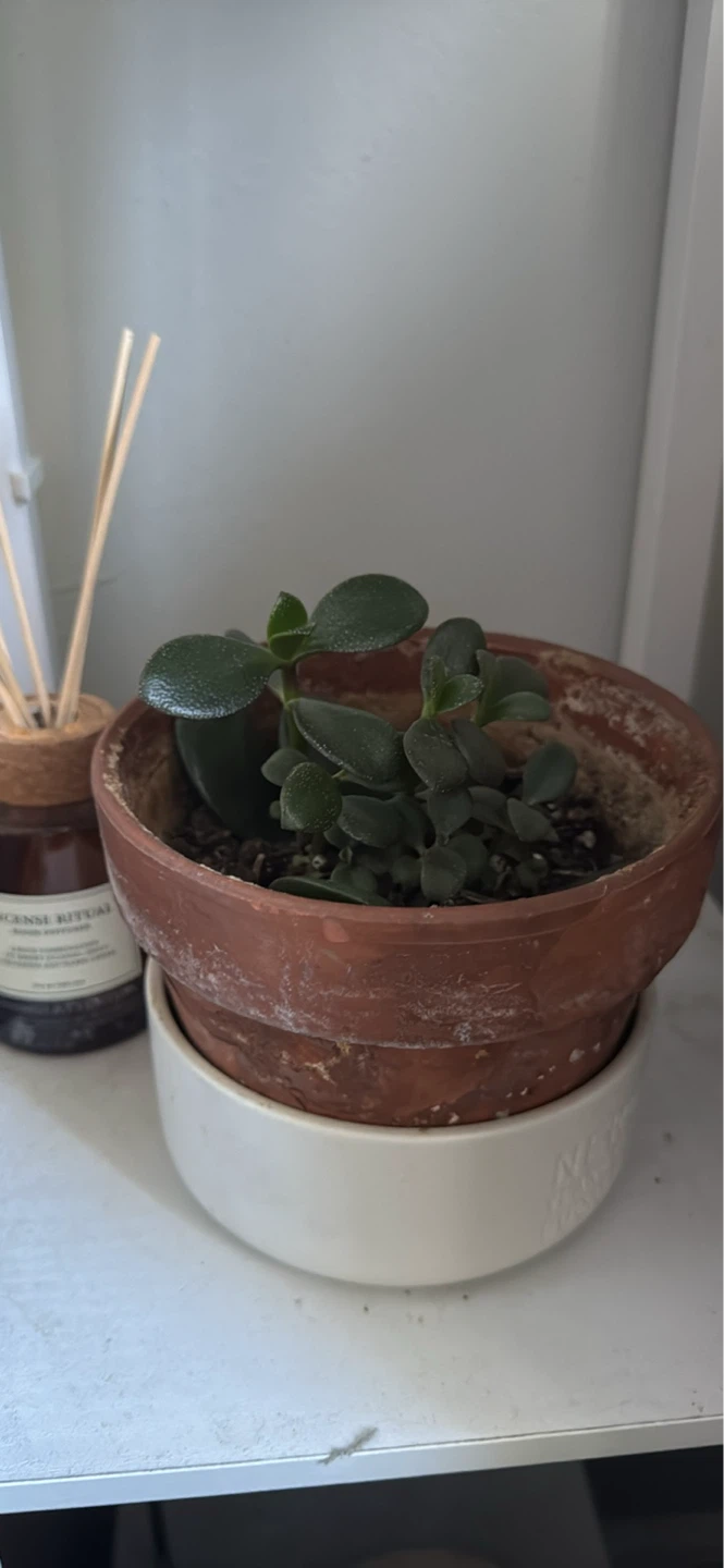 Multiple plants in pots - photo 3