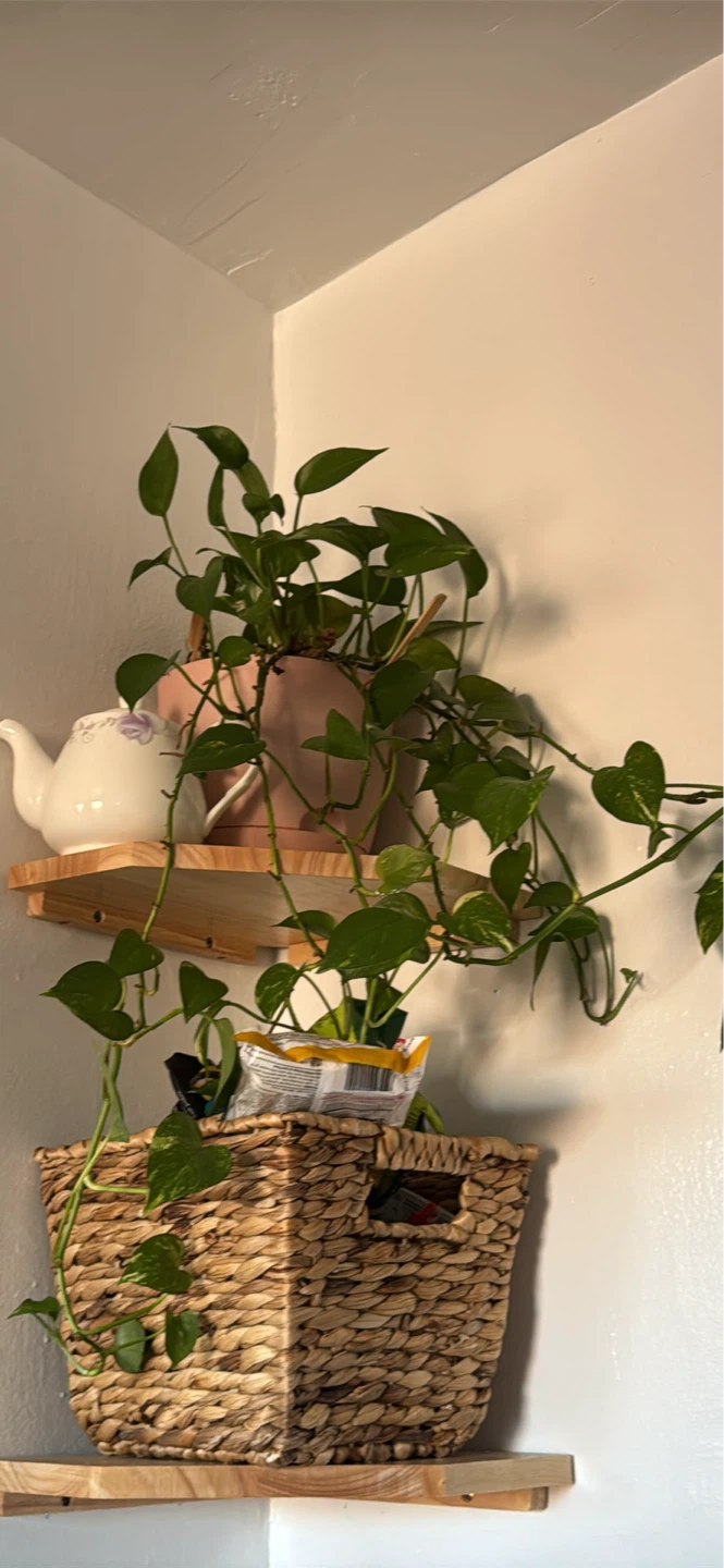 Multiple plants in pots - photo 4