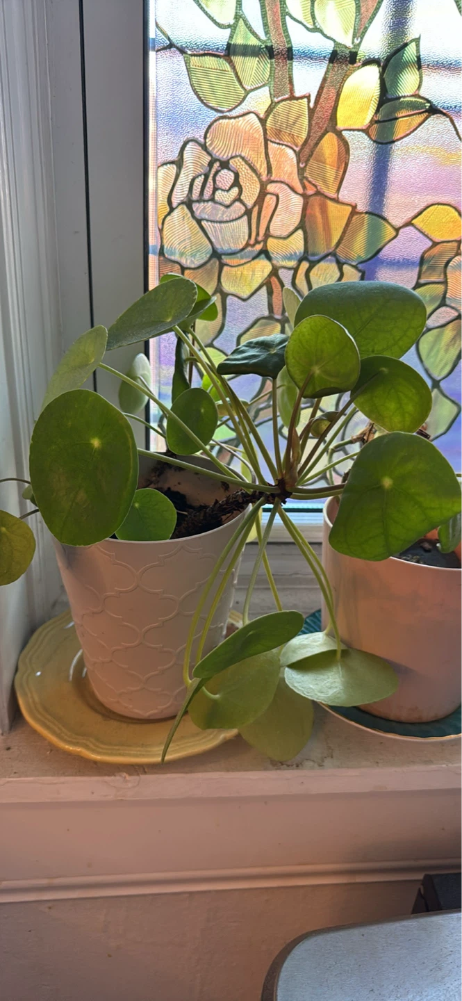 Multiple plants in pots - photo 5