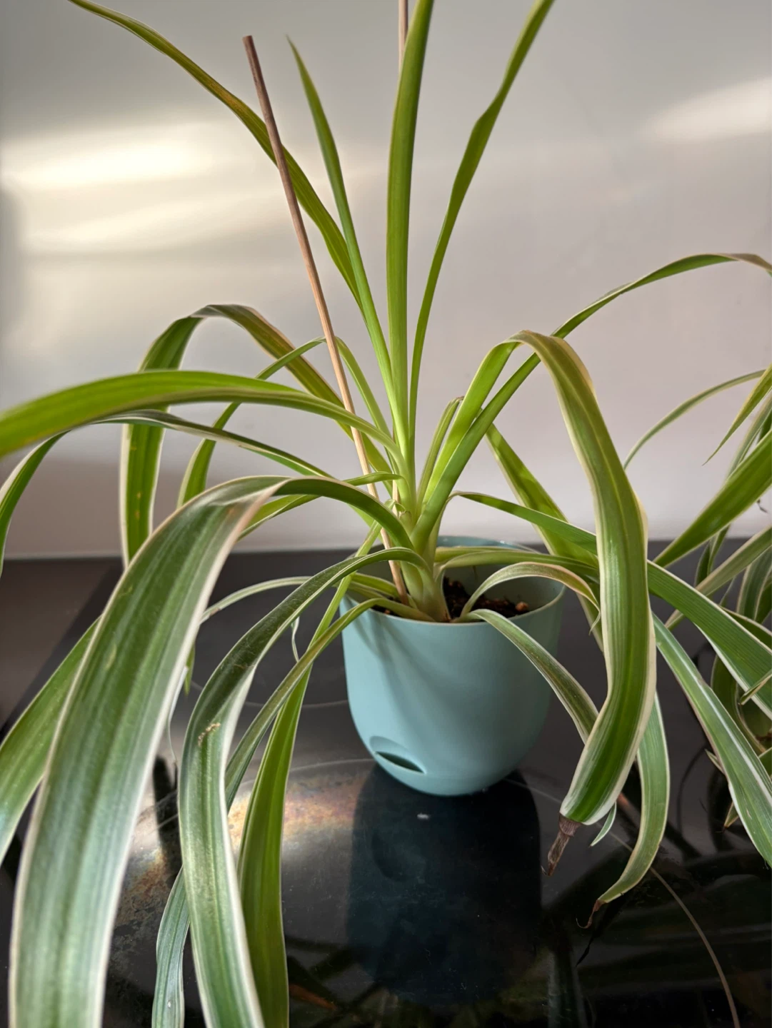 Two Spider Plants in Blue Pots - photo 3