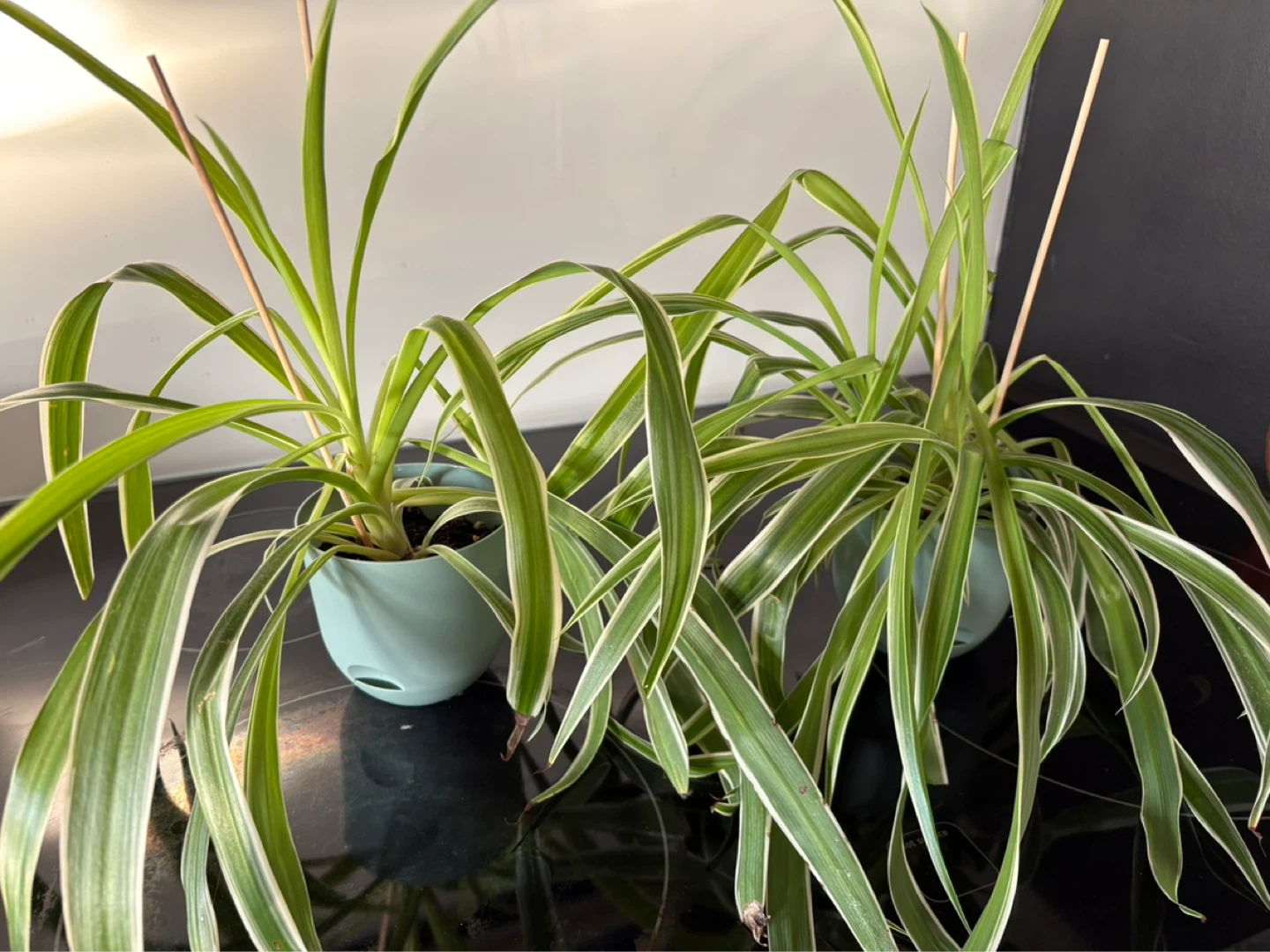 Two Spider Plants in Blue Pots