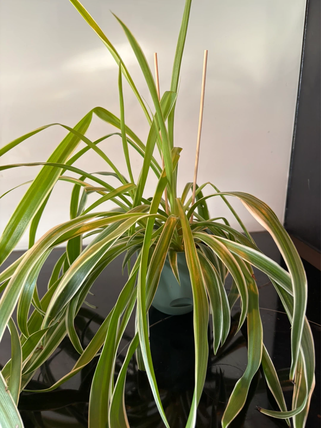 Two Spider Plants in Blue Pots - photo 2