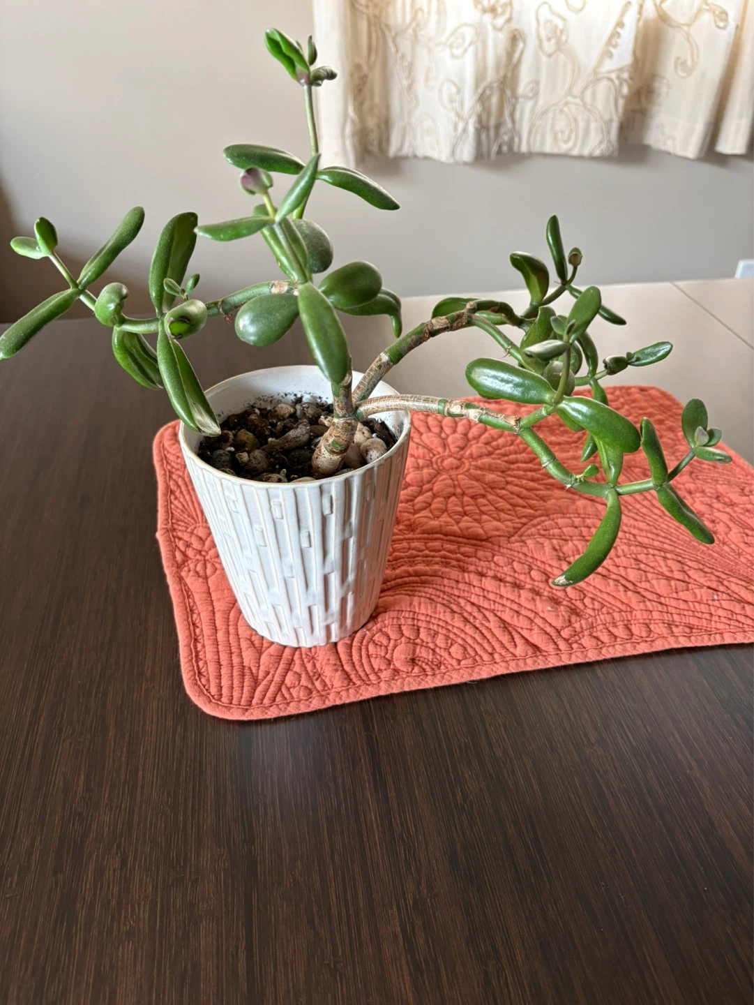 Jade Plant in White Pot