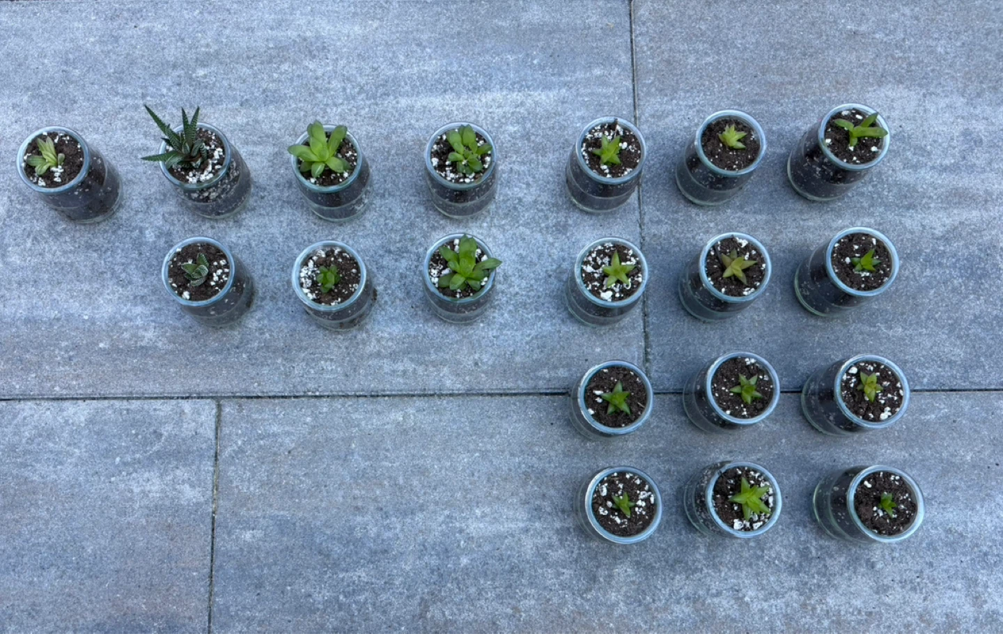 Bridal shower party favours Succulents in Glass Jars - photo 2