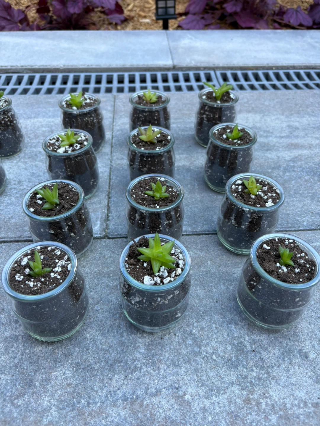 Bridal shower party favours Succulents in Glass Jars - photo 3