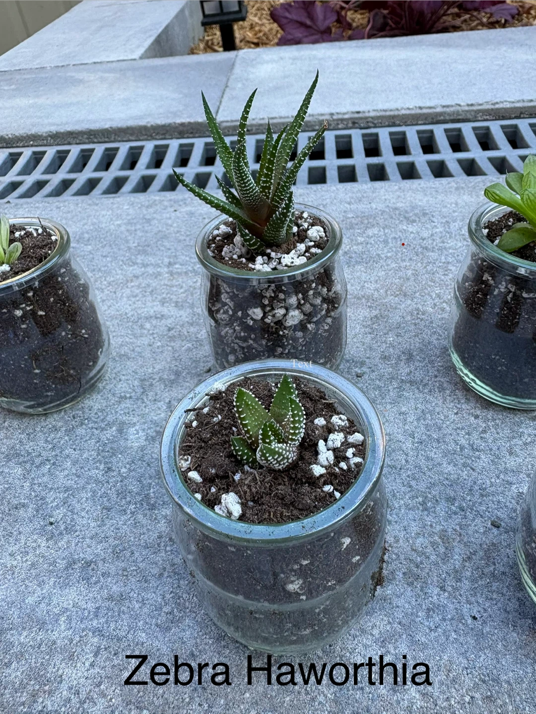 Bridal shower party favours Succulents in Glass Jars - photo 5