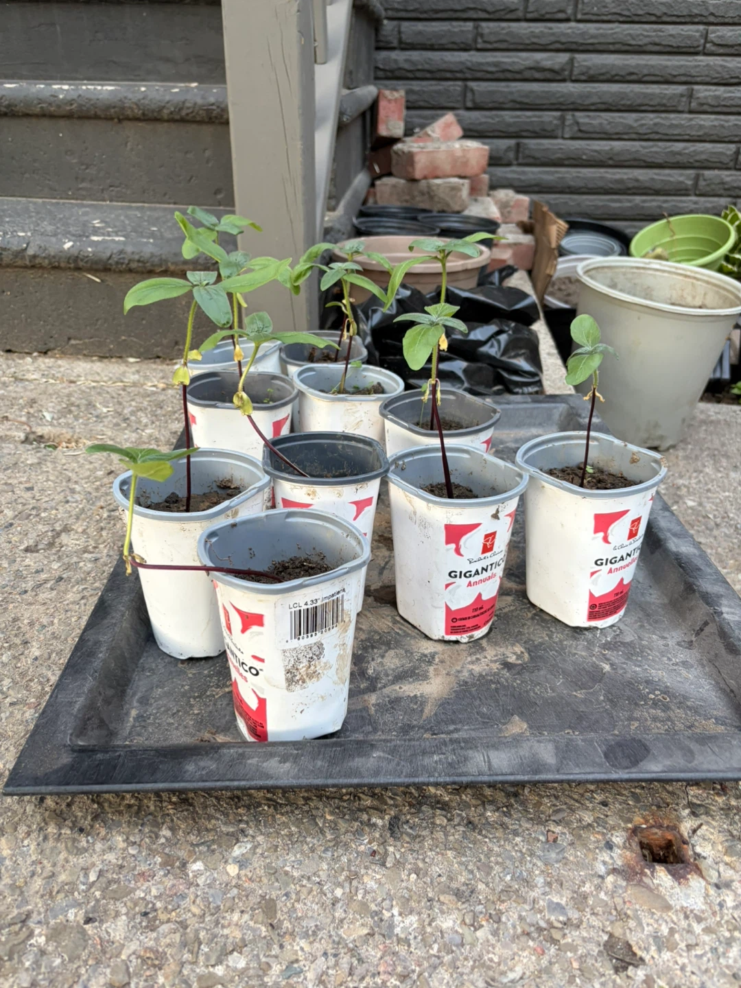 Sunflower Plant Seedlings in Containers