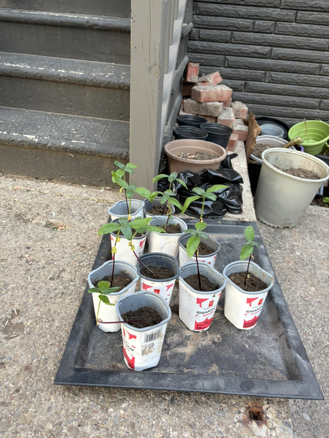 Sunflower Plant Seedlings in Containers - photo 2