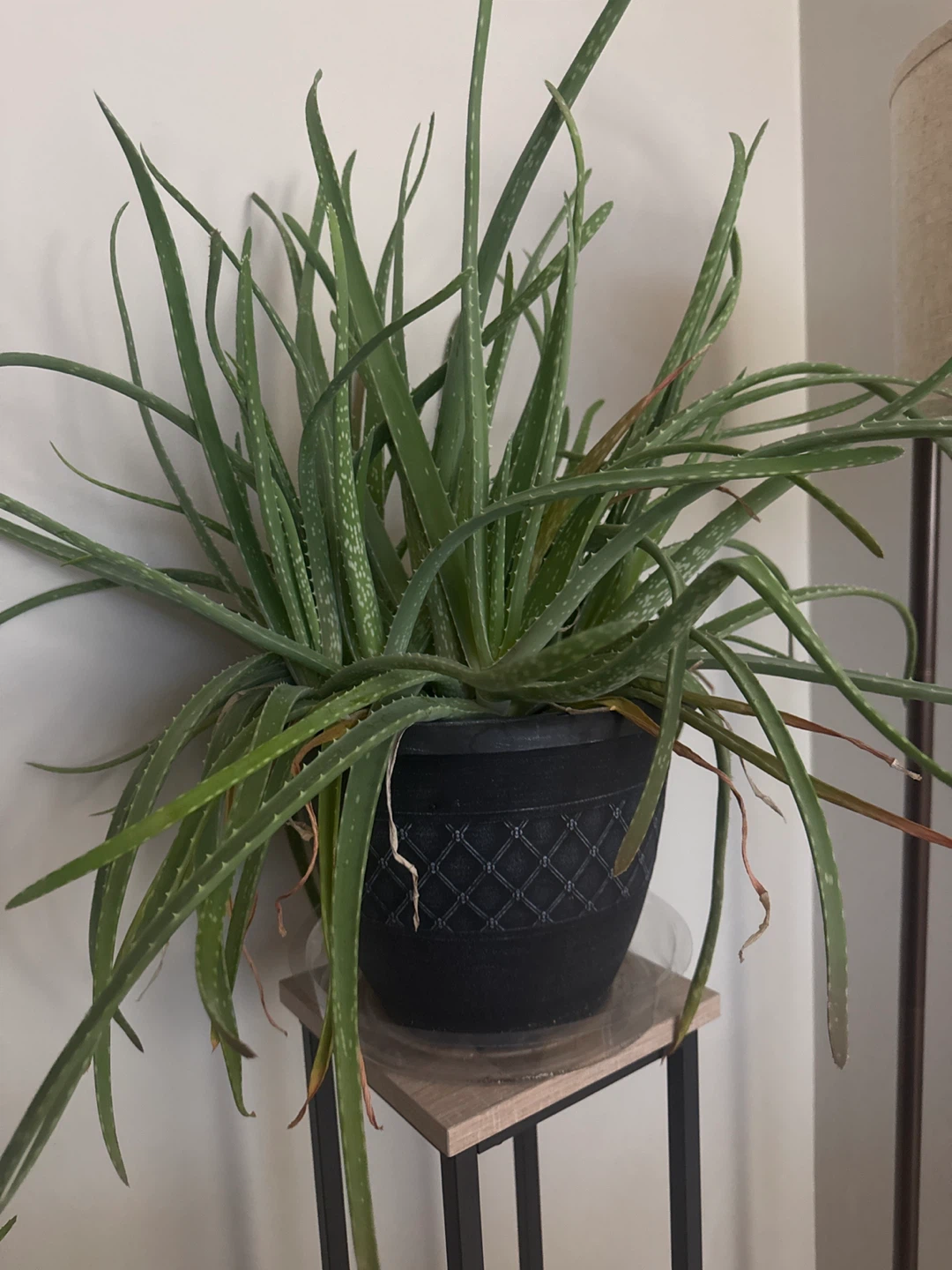 Large Aloe Vera Plant in Black Pot