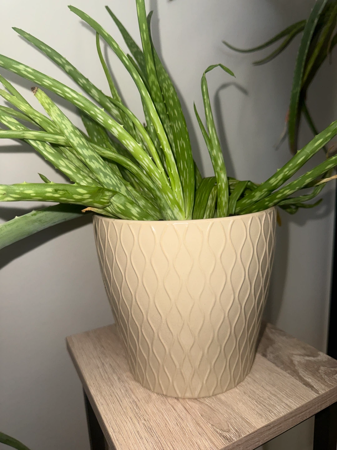 Aloe Vera Plant in Decorative Pot