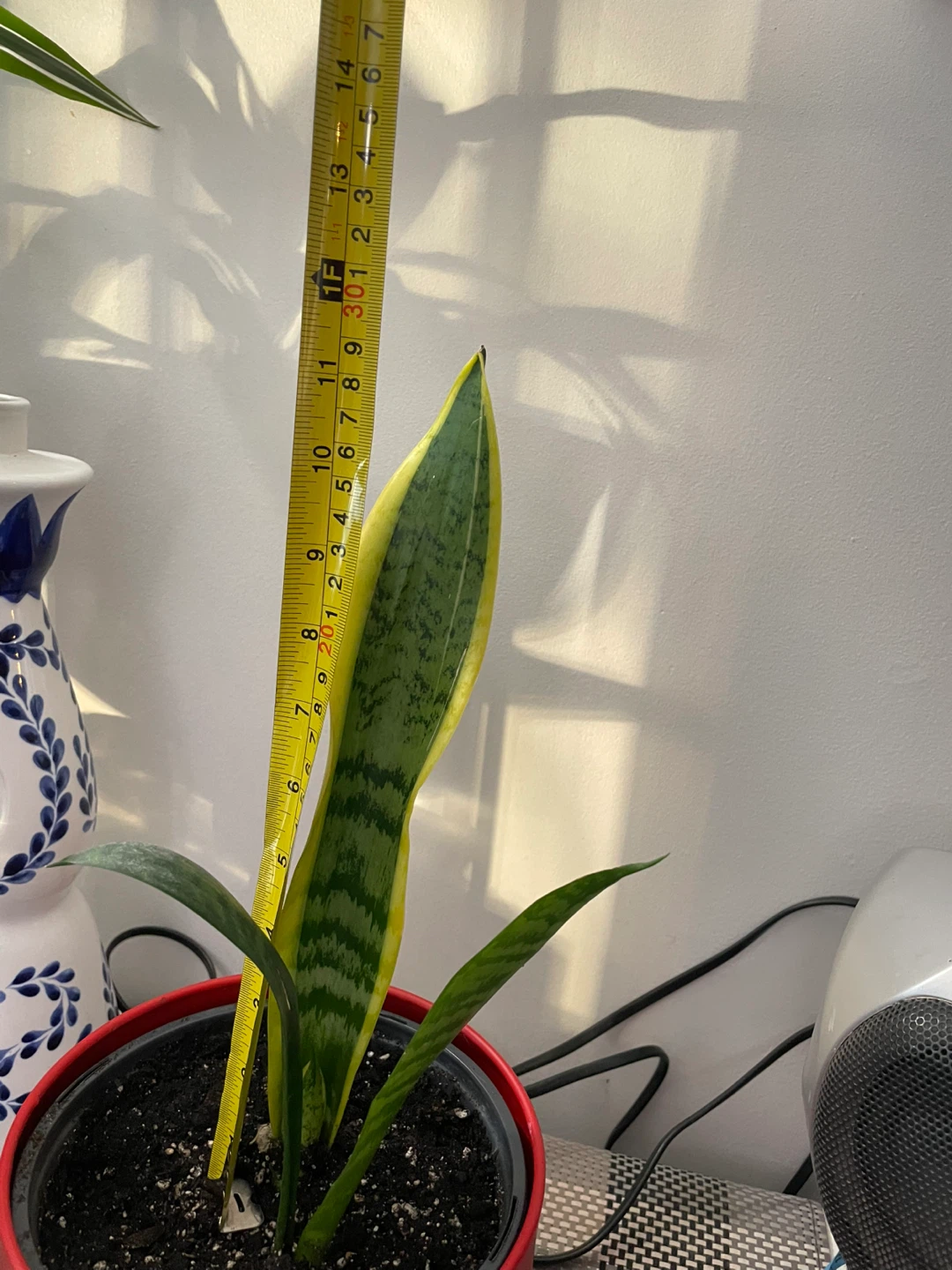 Snake Plant in Red Pot - photo 2