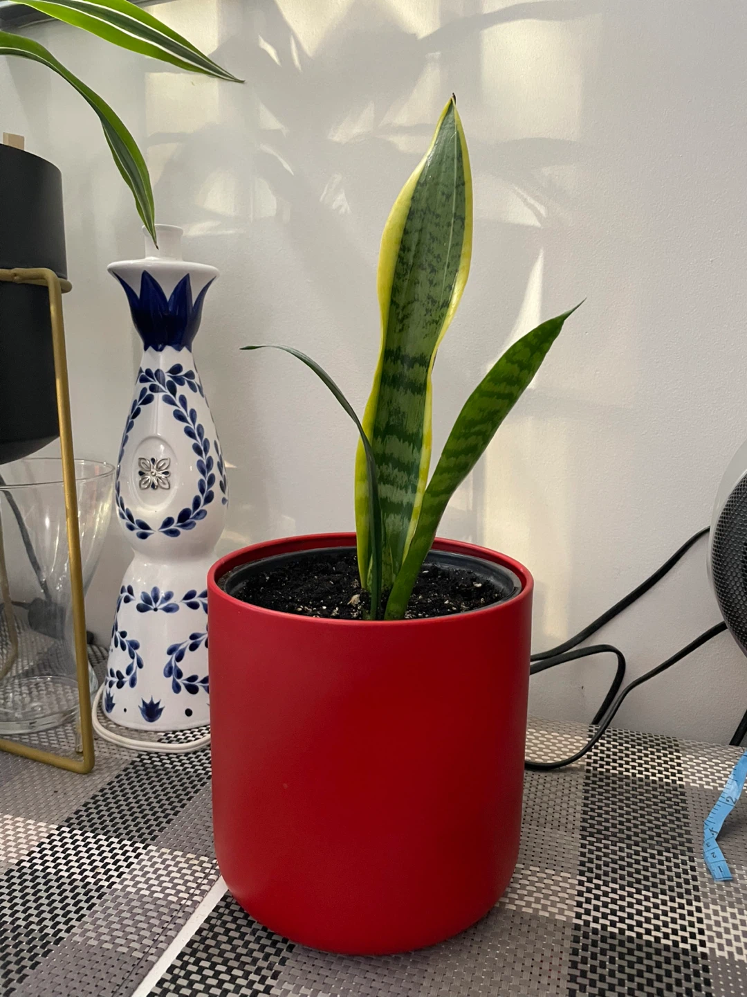 Snake Plant in Red Pot