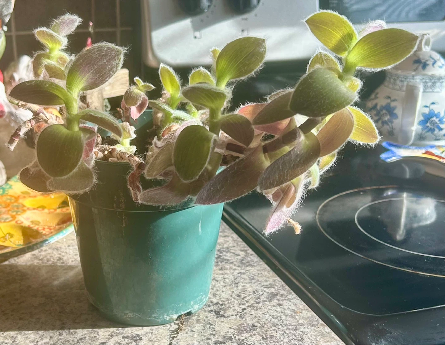 Wandering Jew plant