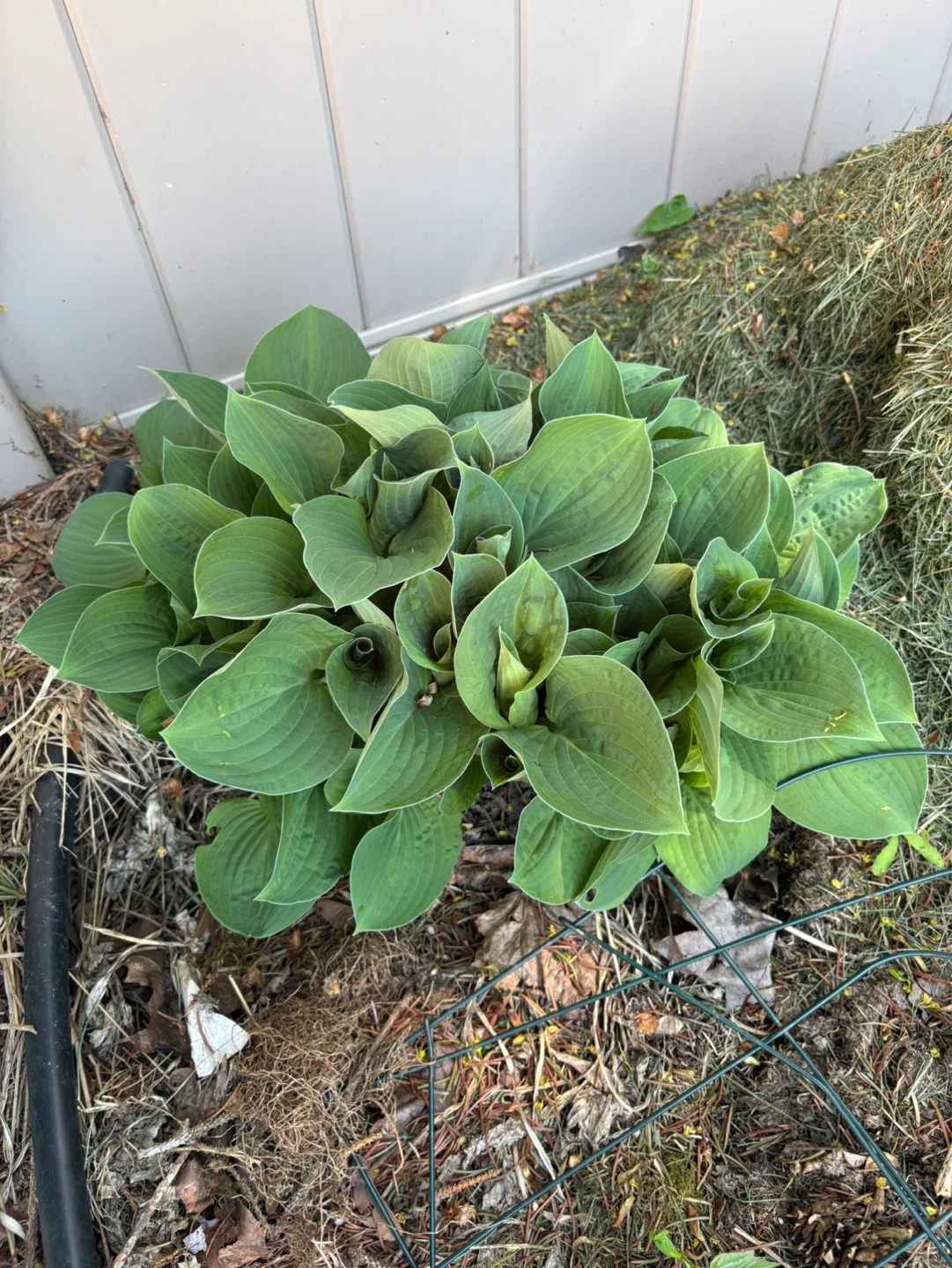 Hosta Plant