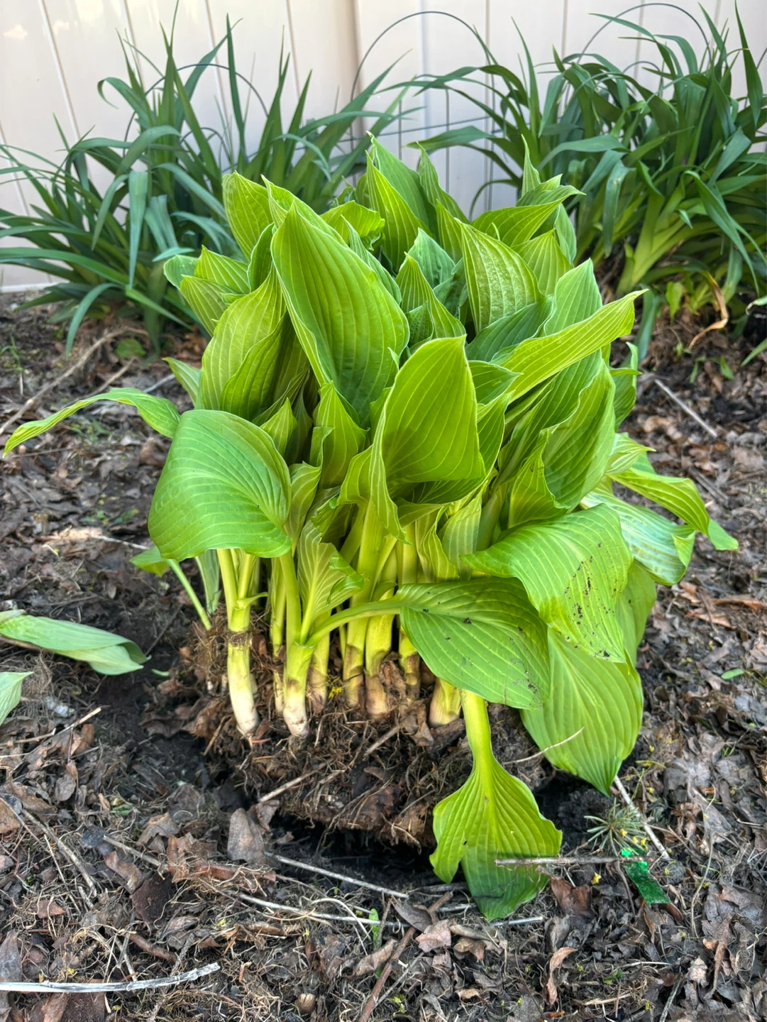 Hosta Plant - photo 2