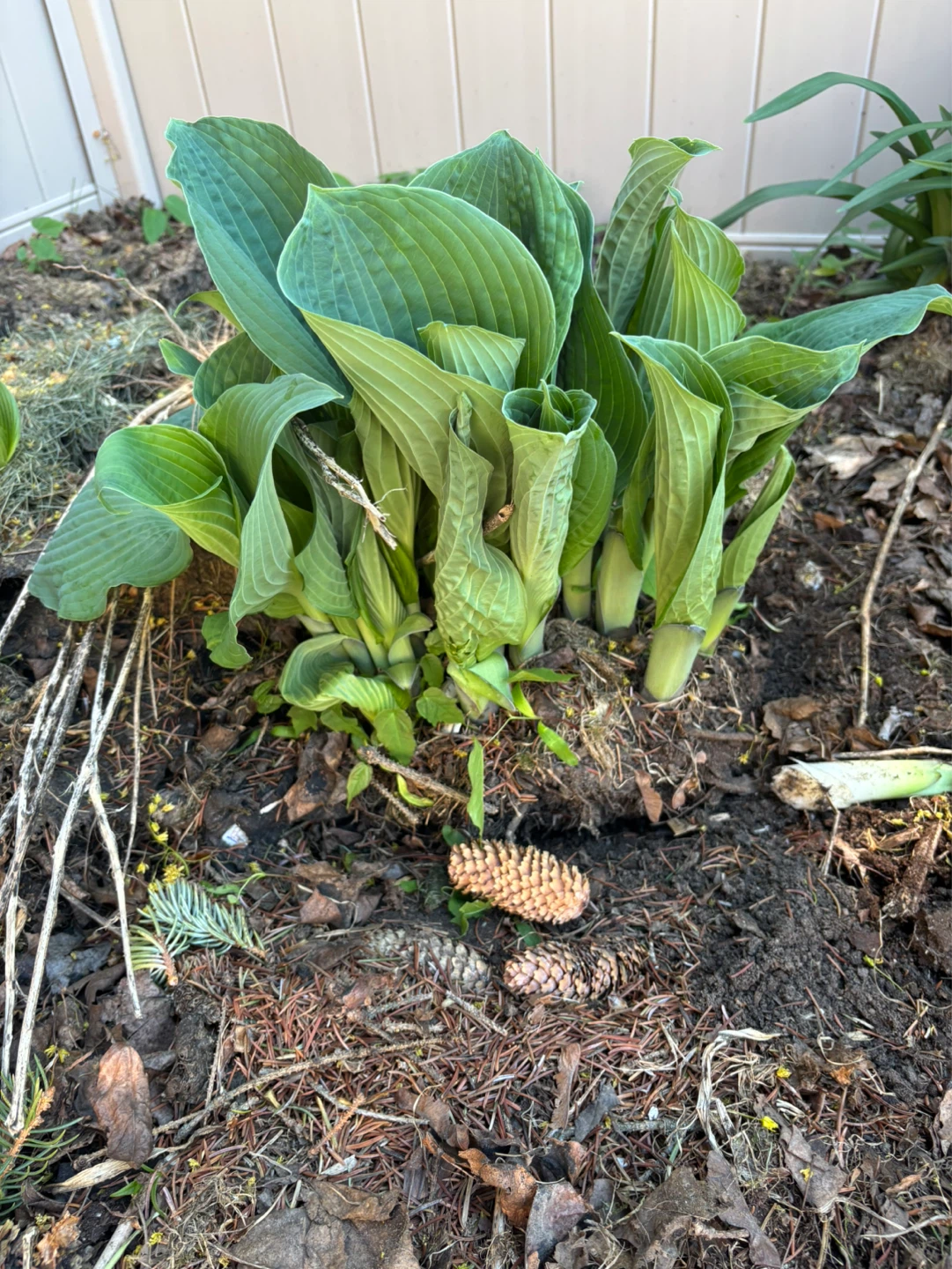 Hosta Plant