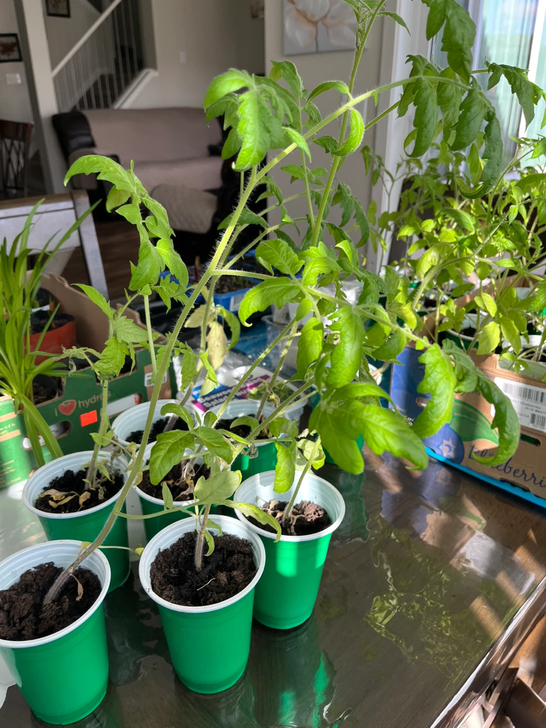 Tomato Seedlings for Planting - photo 2