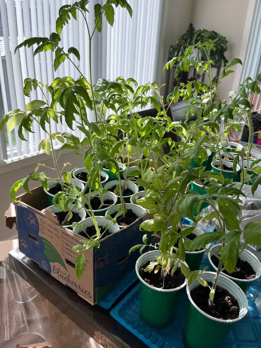 Tomato Seedlings for Planting