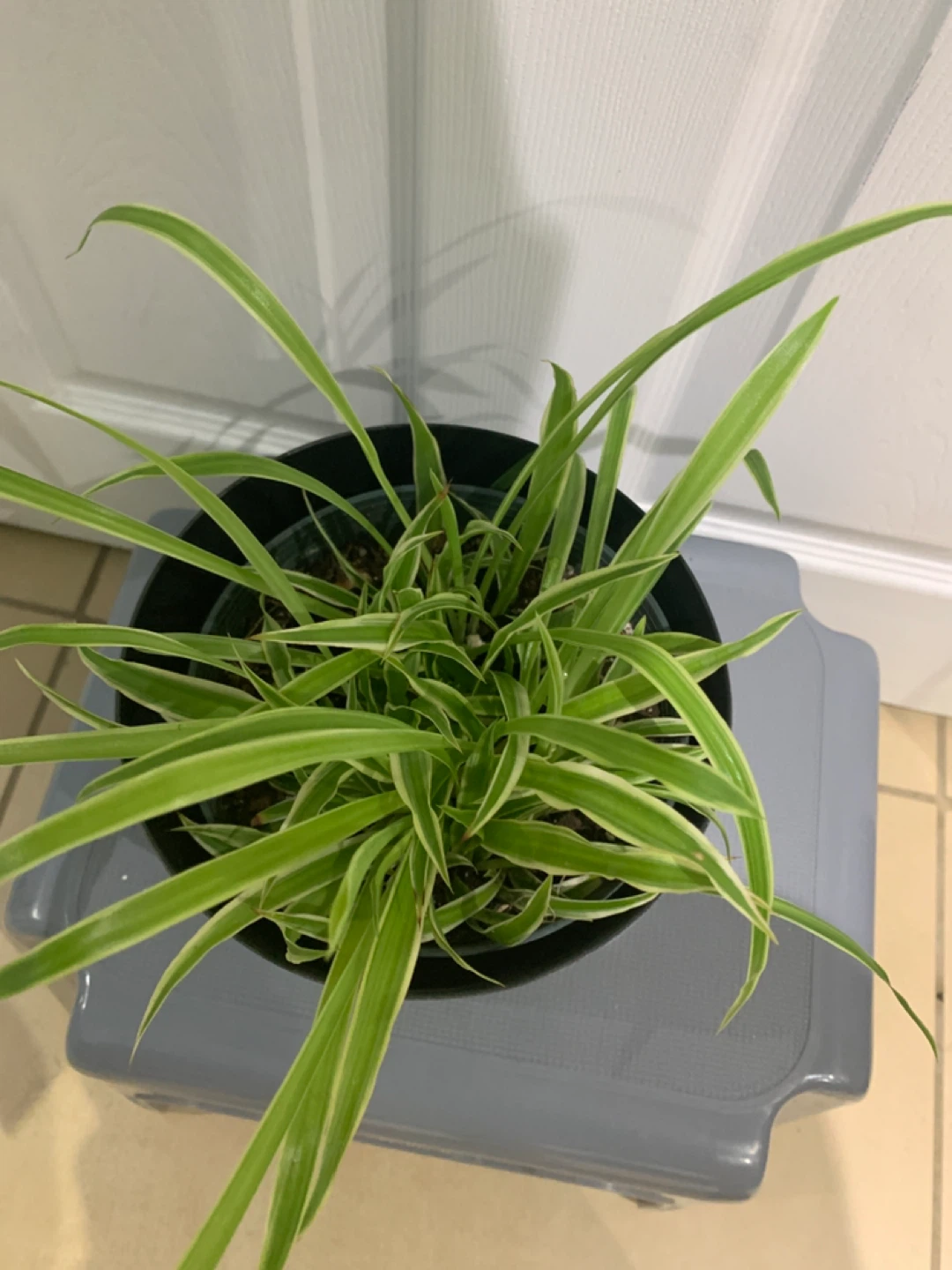 Spider Plant in Decorative Pot - photo 2