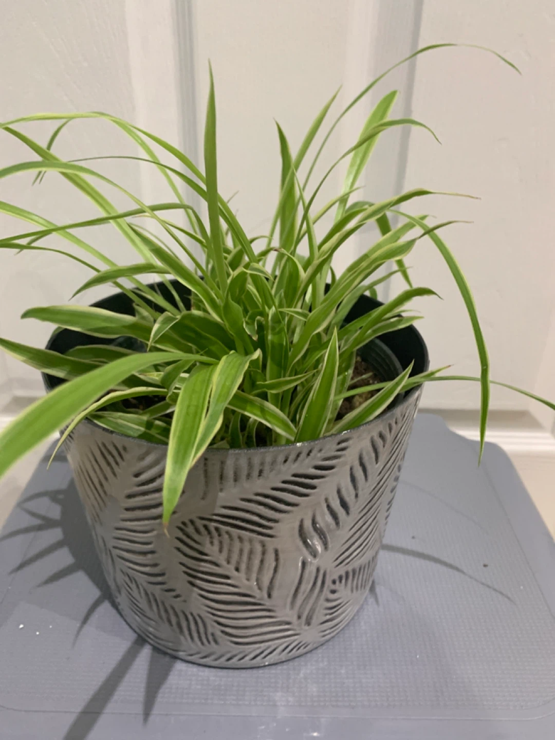 Spider Plant in Decorative Pot