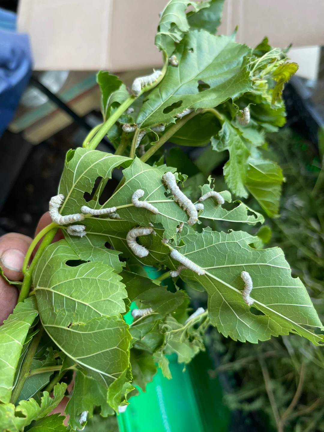 Silkworms on Mulberry Leaves