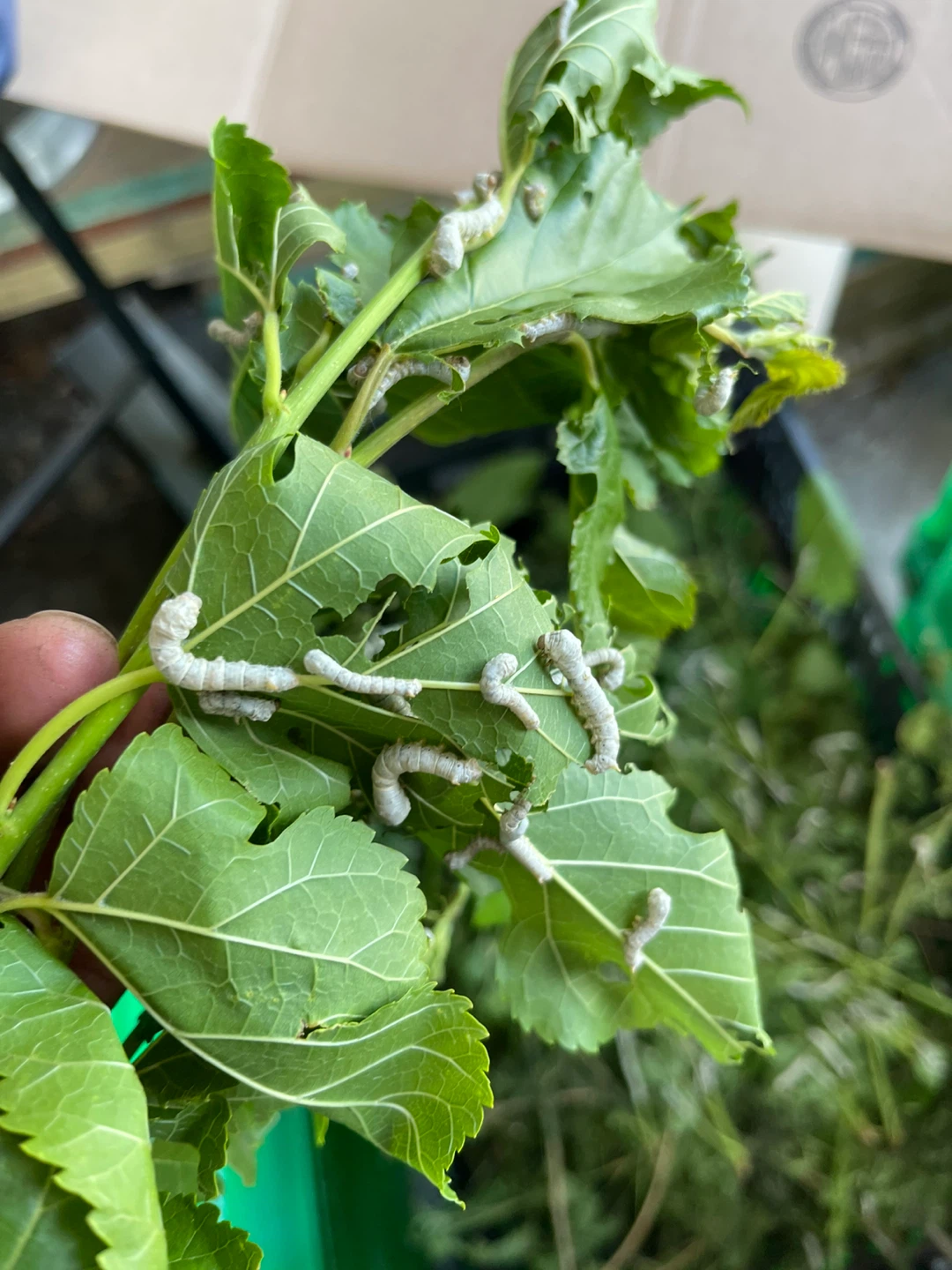 Silkworms on Mulberry Leaves - photo 5