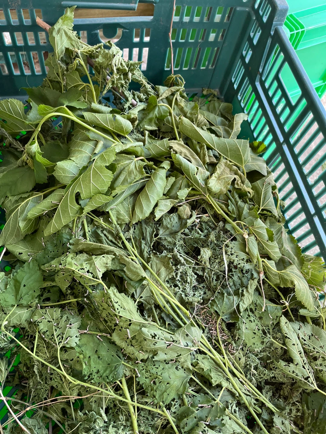 Silkworms on Mulberry Leaves - photo 3