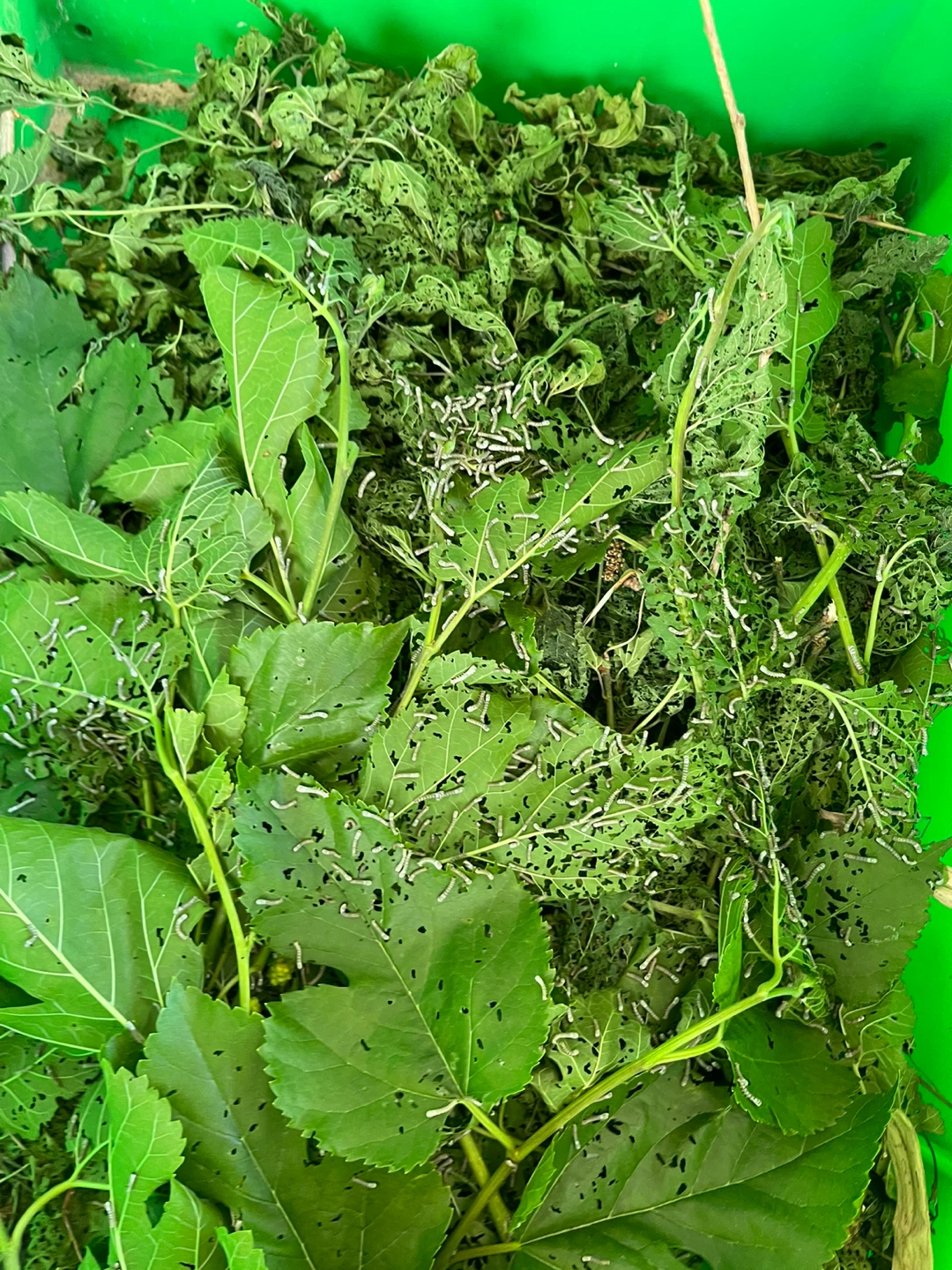 Silkworms on Mulberry Leaves - photo 4