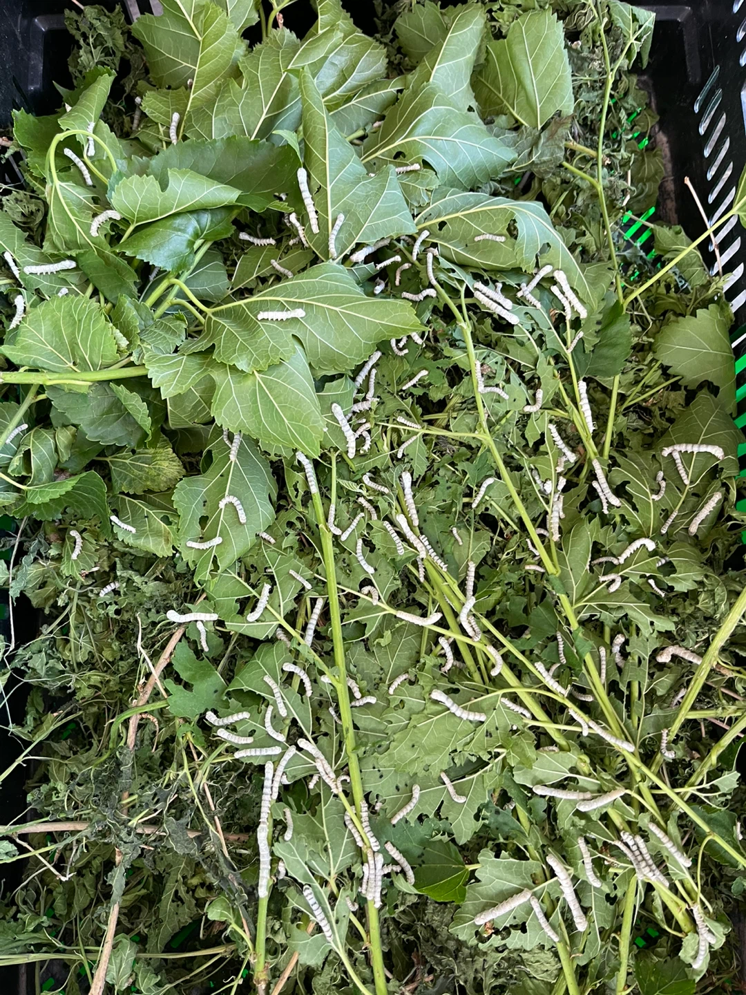 Silkworms on Mulberry Leaves - photo 2