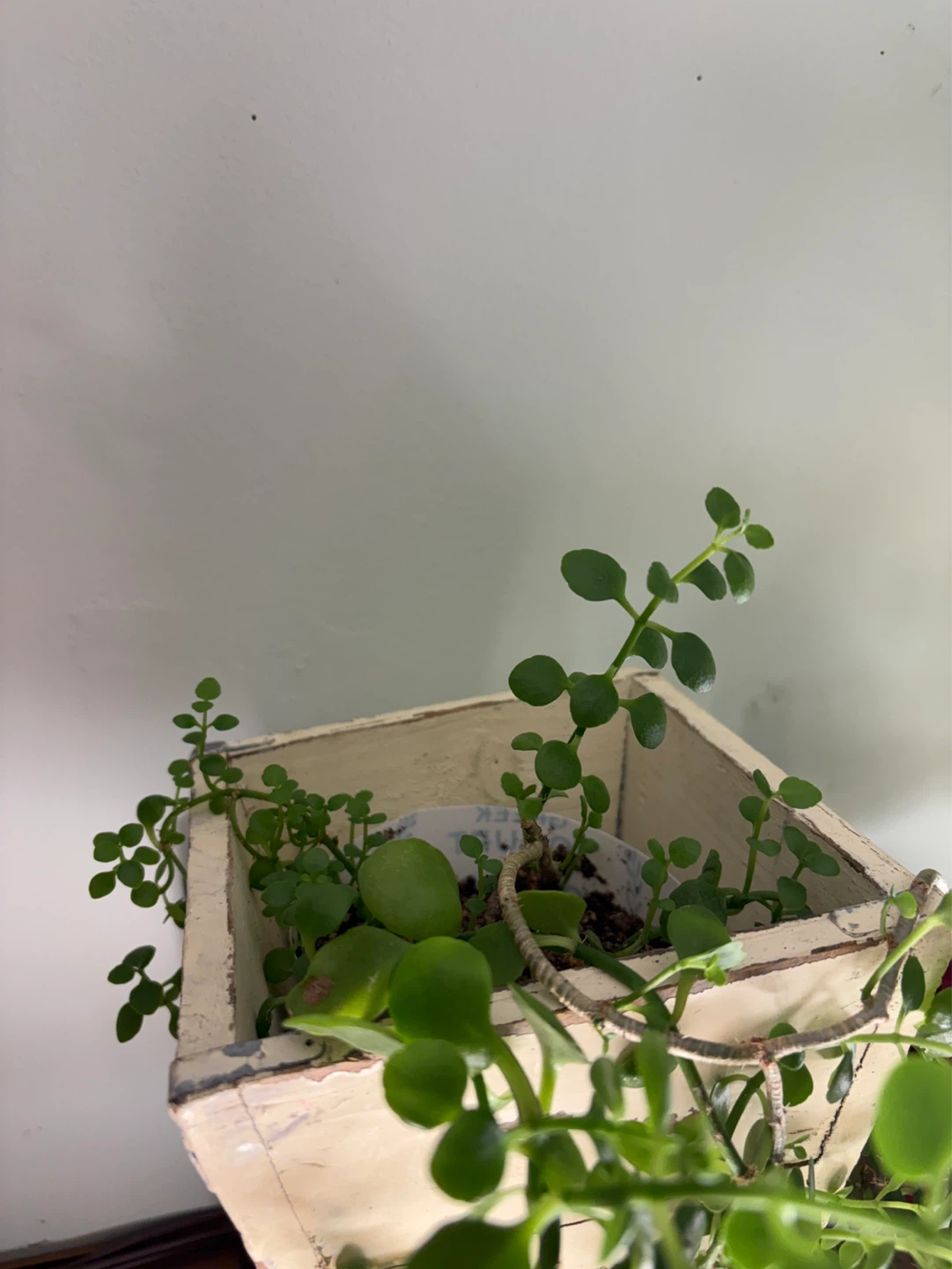 Potted Succulent Plant - photo 2