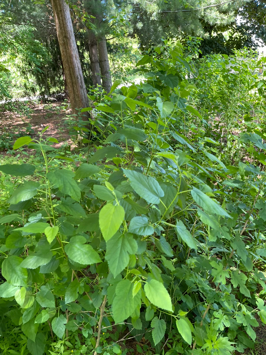 Black Mulberry Tree - photo 2