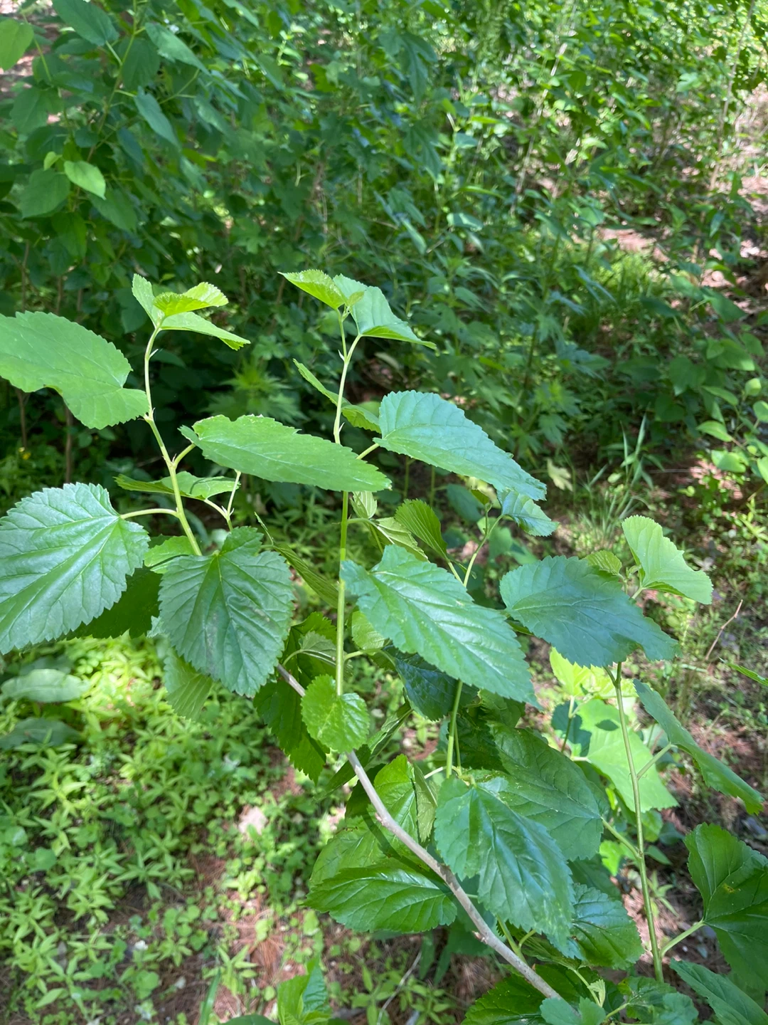 Black Mulberry Tree